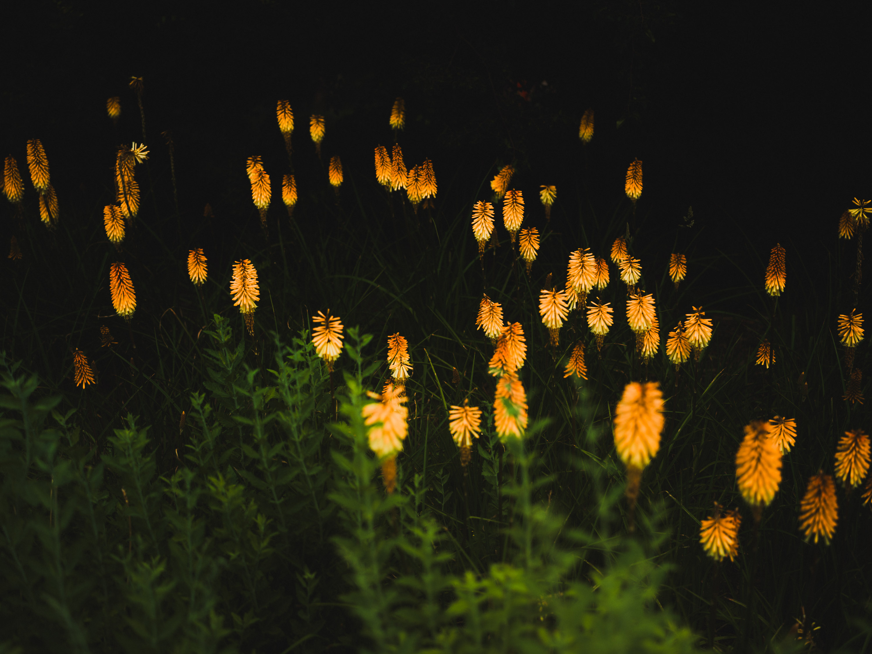 Foto von mehreren gelben Blüten in der Dunkelheit, aufgenommen von Ian Howorth mit einer Hasselblad X2D 100C