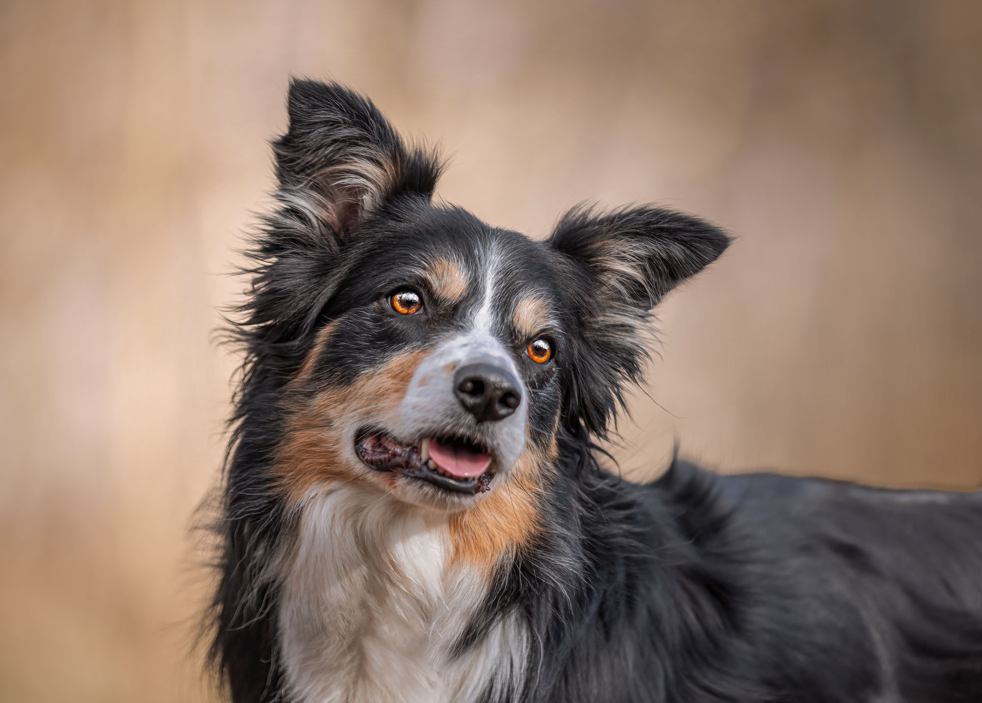 Un Border Collie