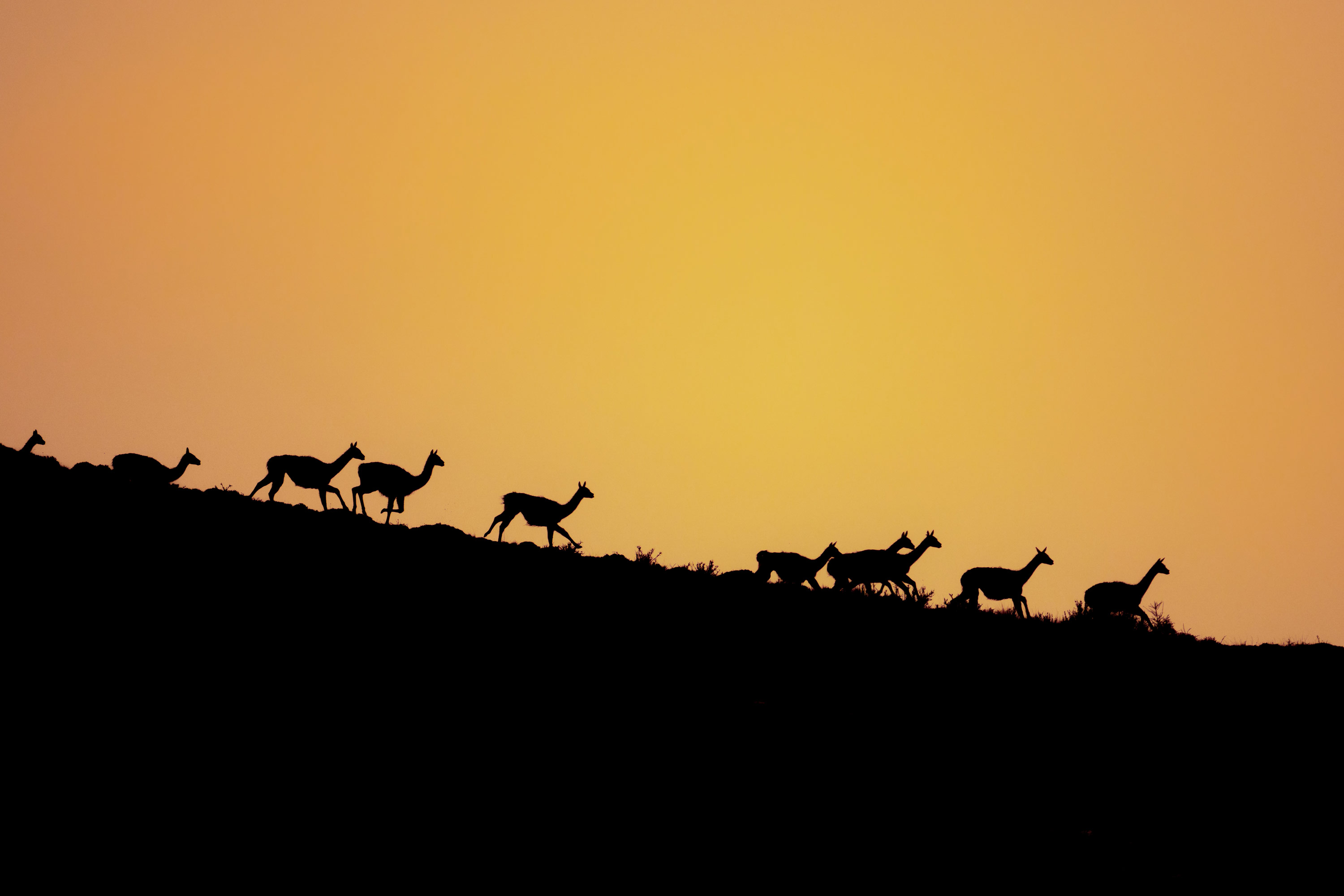 Het silhouet van een groep dieren die van een heuvel afrennen tegen een oranje lucht, foto door Lara Jackson met Nikon Z9 en Nikon Z 100-400mm f/4.5-5.6 VR S