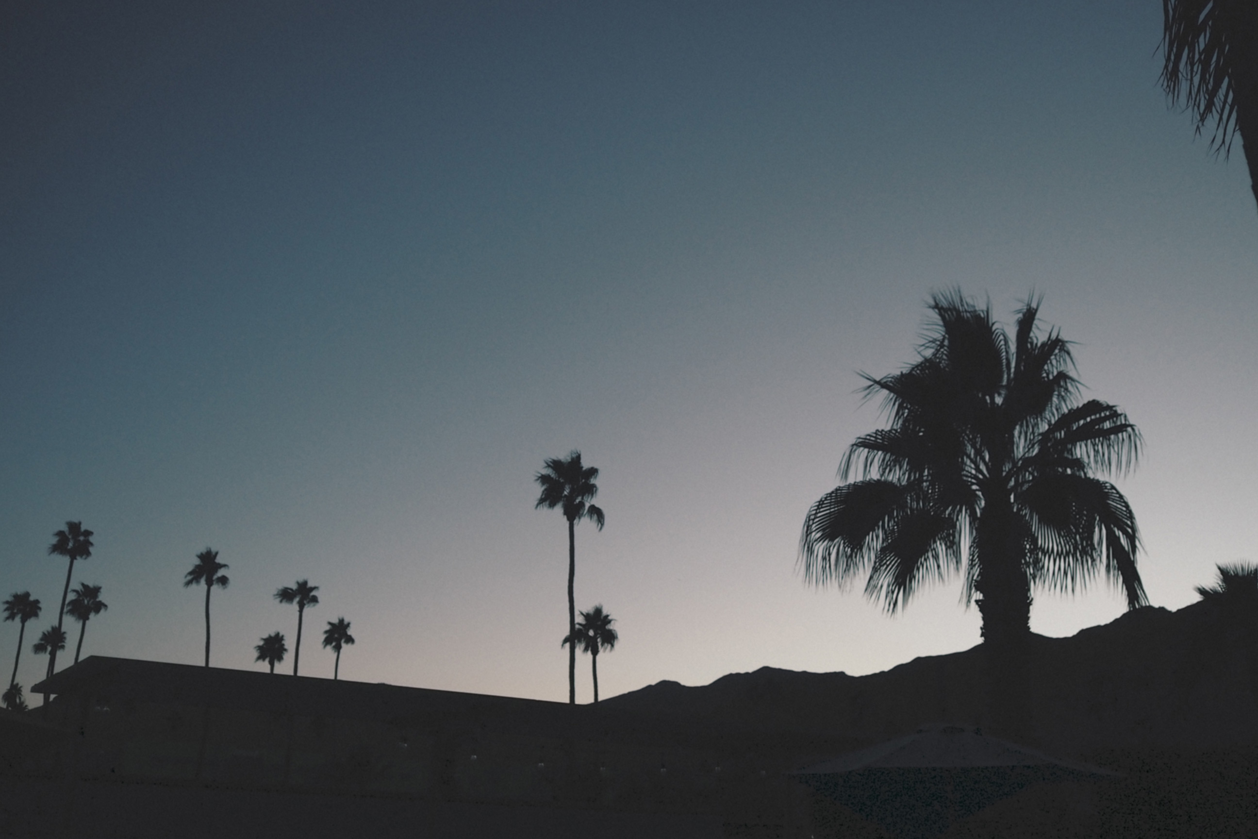 Silhouette night shot after sunset with palm trees in Palm Springs, California taken on an Olympus Pen-F by Justin Patricolo.