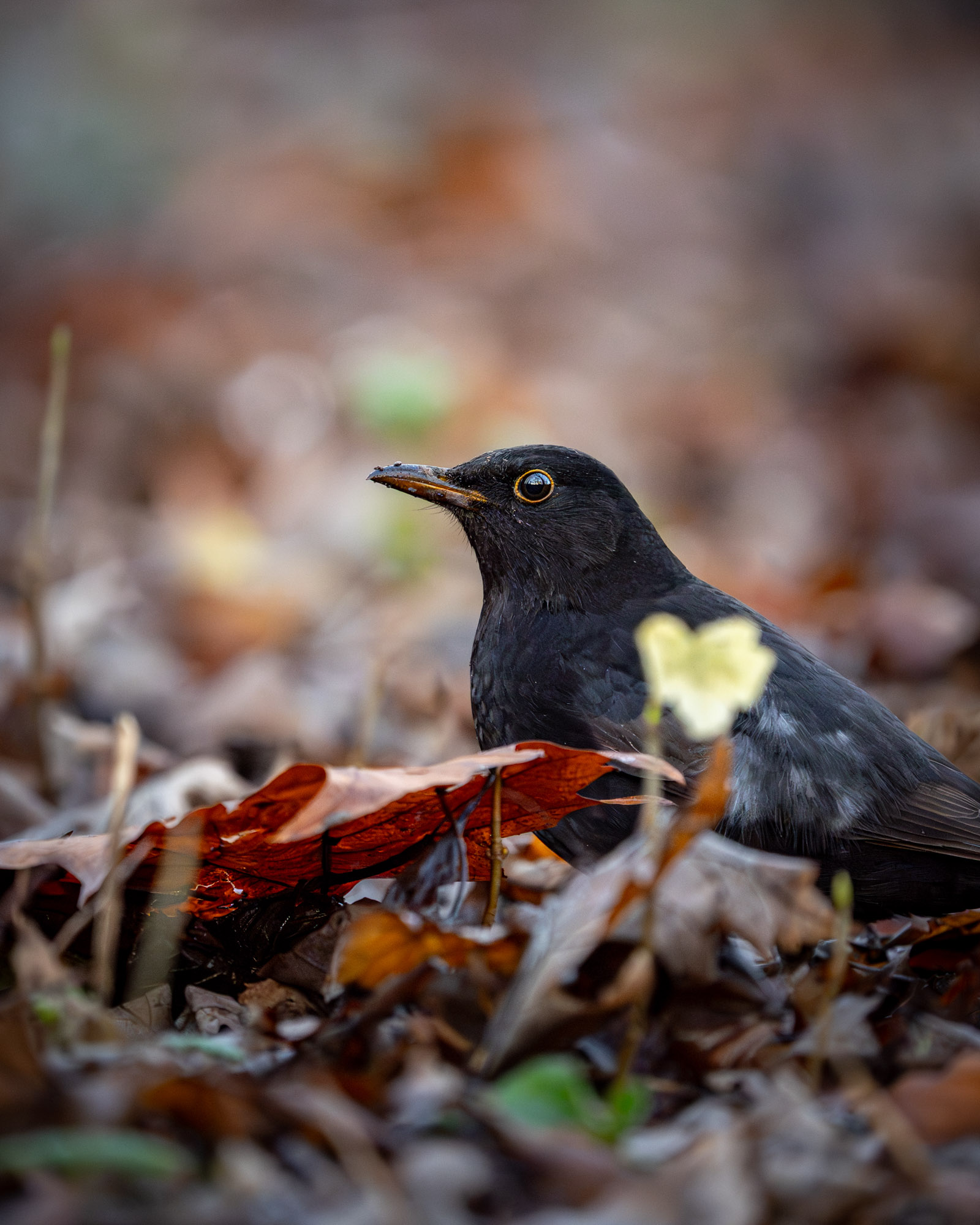 Sfeervolle natuurfoto van een merel tussen herfstbladeren, vastgelegd met zachte scherpte, warme tinten en een rustige, natuurlijke compositie.