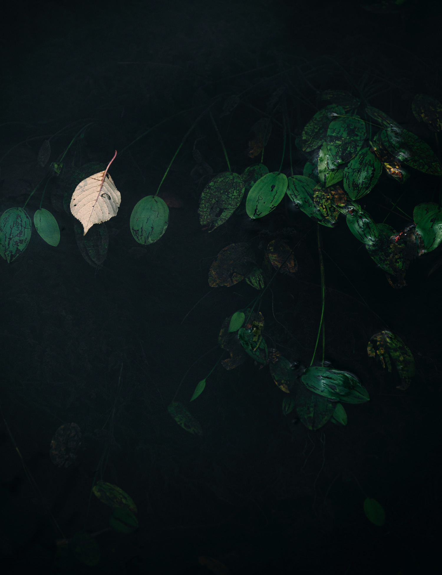 Feuilles vertes photographiées par Scott Jessiman avec un Nikon Z6 II