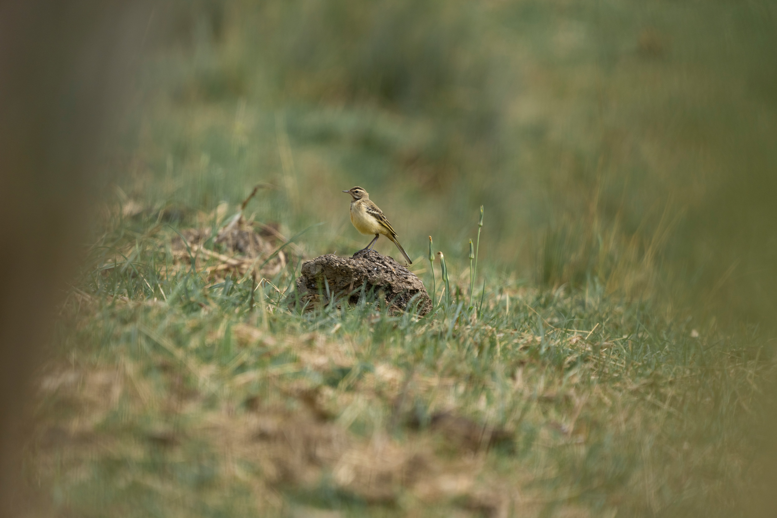 Western Yellow Wagtail on a rock in nature, uncropped