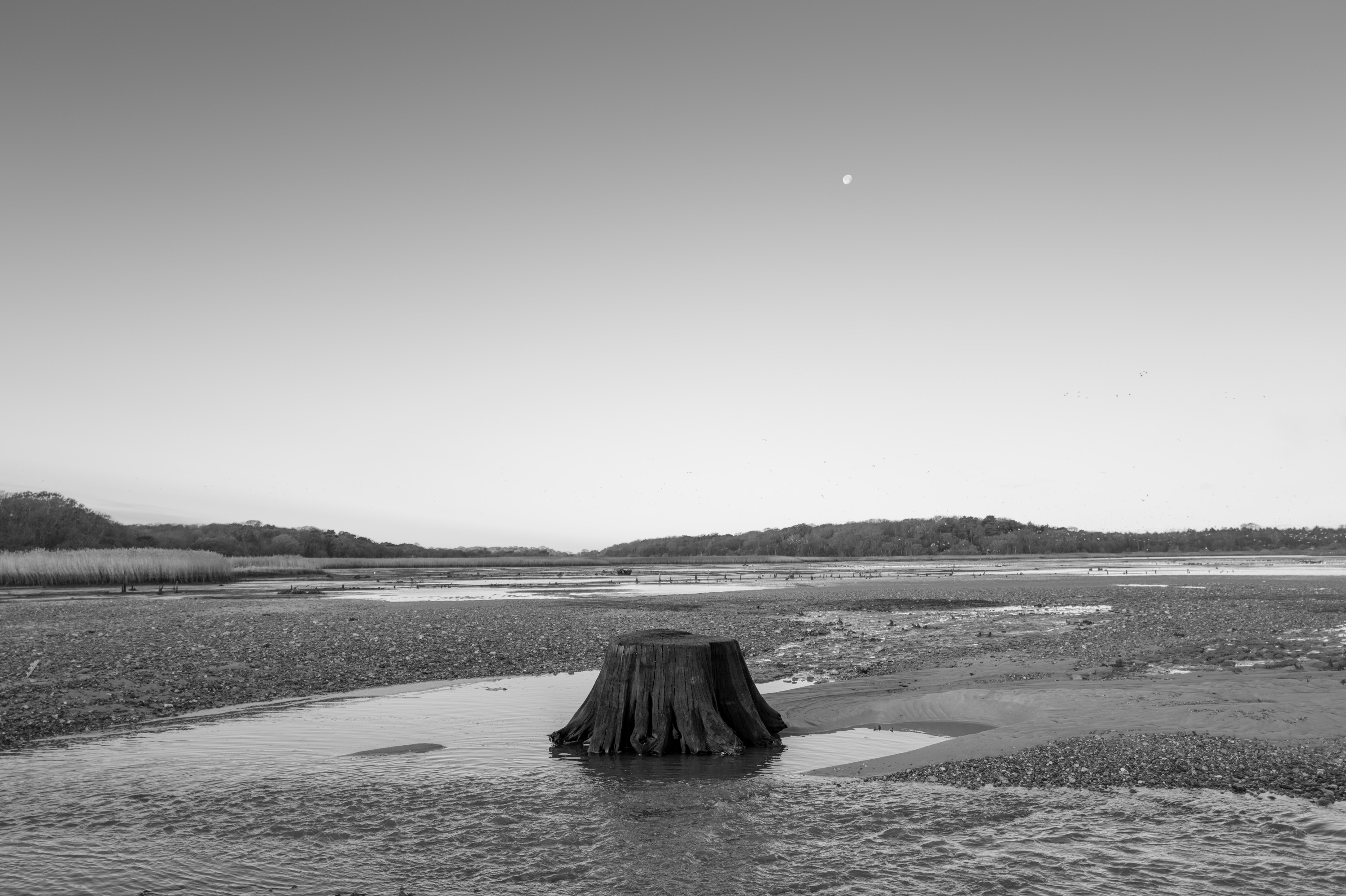 Ein einsamer Baumstumpf in der Mitte eines Strandes