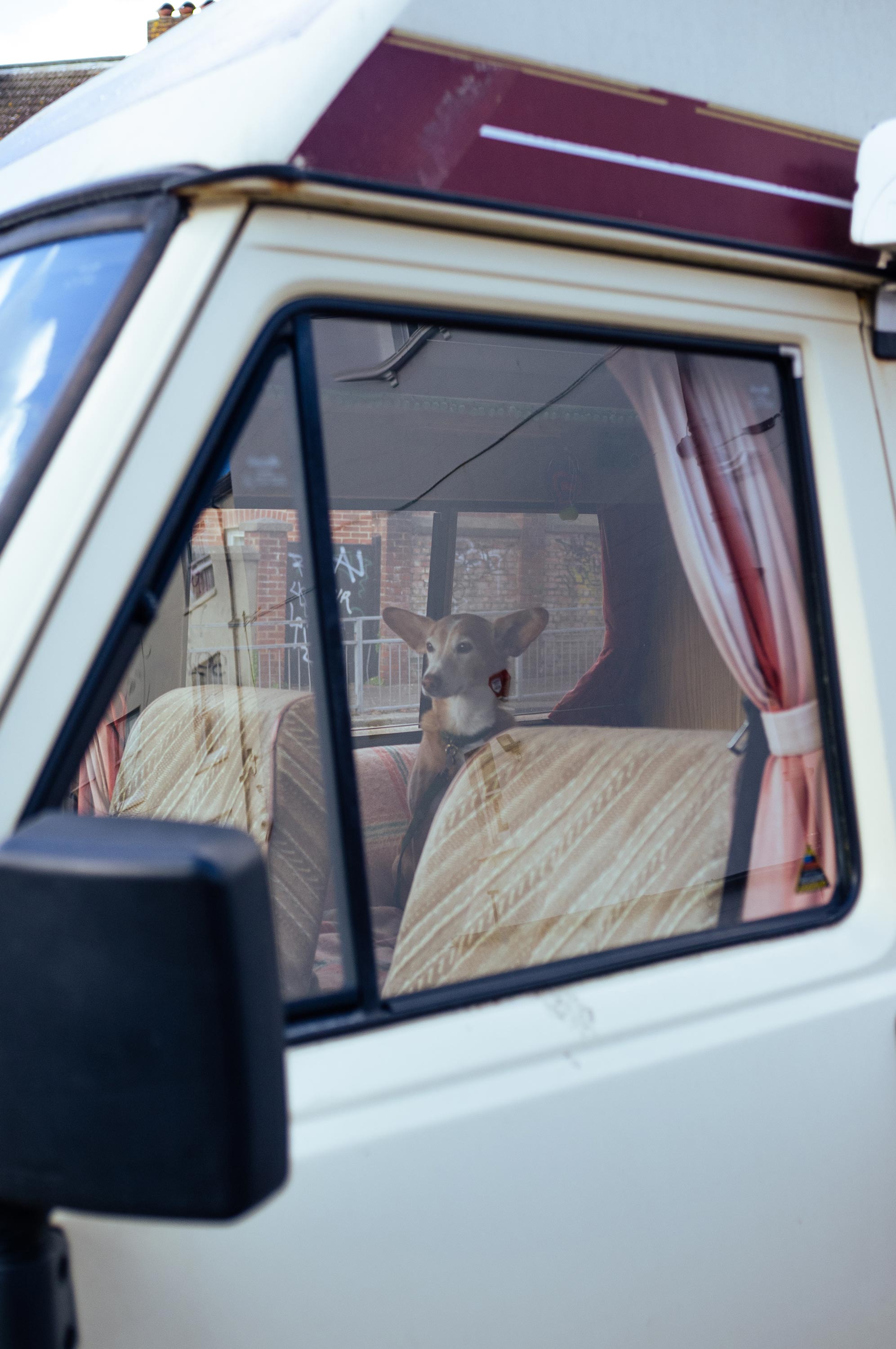 A dog in a parked RV