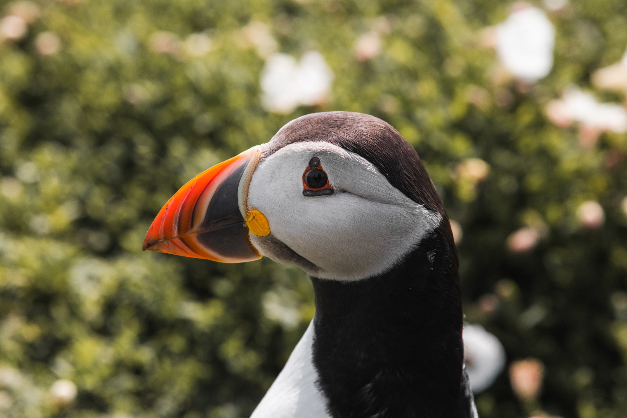 Een close-up profiel van een papegaaiduiker, gefotografeerd op Skomer Island door Brock Jeffrey met de Canon EOS 5D Mark IV