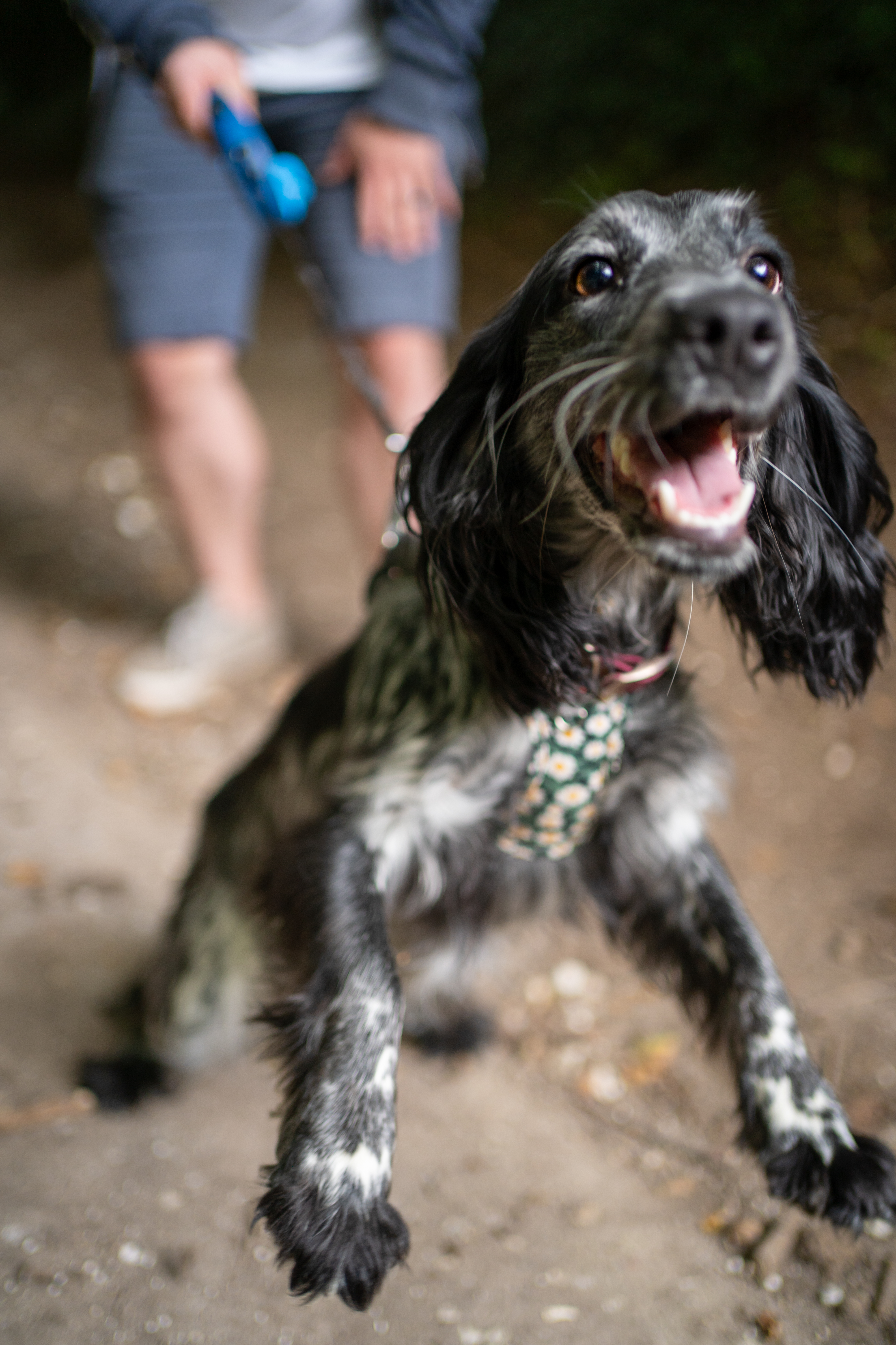 A springer spaniel jumps up at the camera with its mouth open. Its owner is visible in the background, but is blurry.