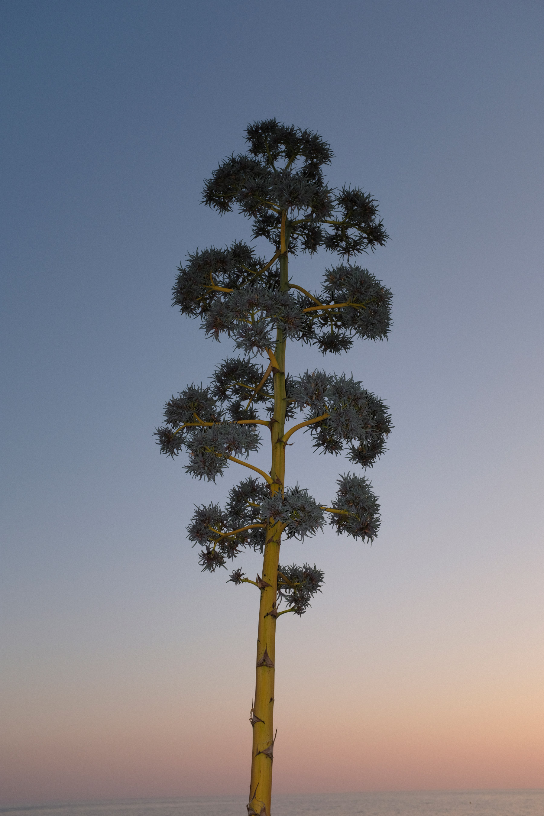 Bei Sonnenuntergang füllt ein einzelner hoher und spärlicher Baum die Mitte des Bildes, aufgenommen von Ian Howorth mit der Fujifilm X100F.
