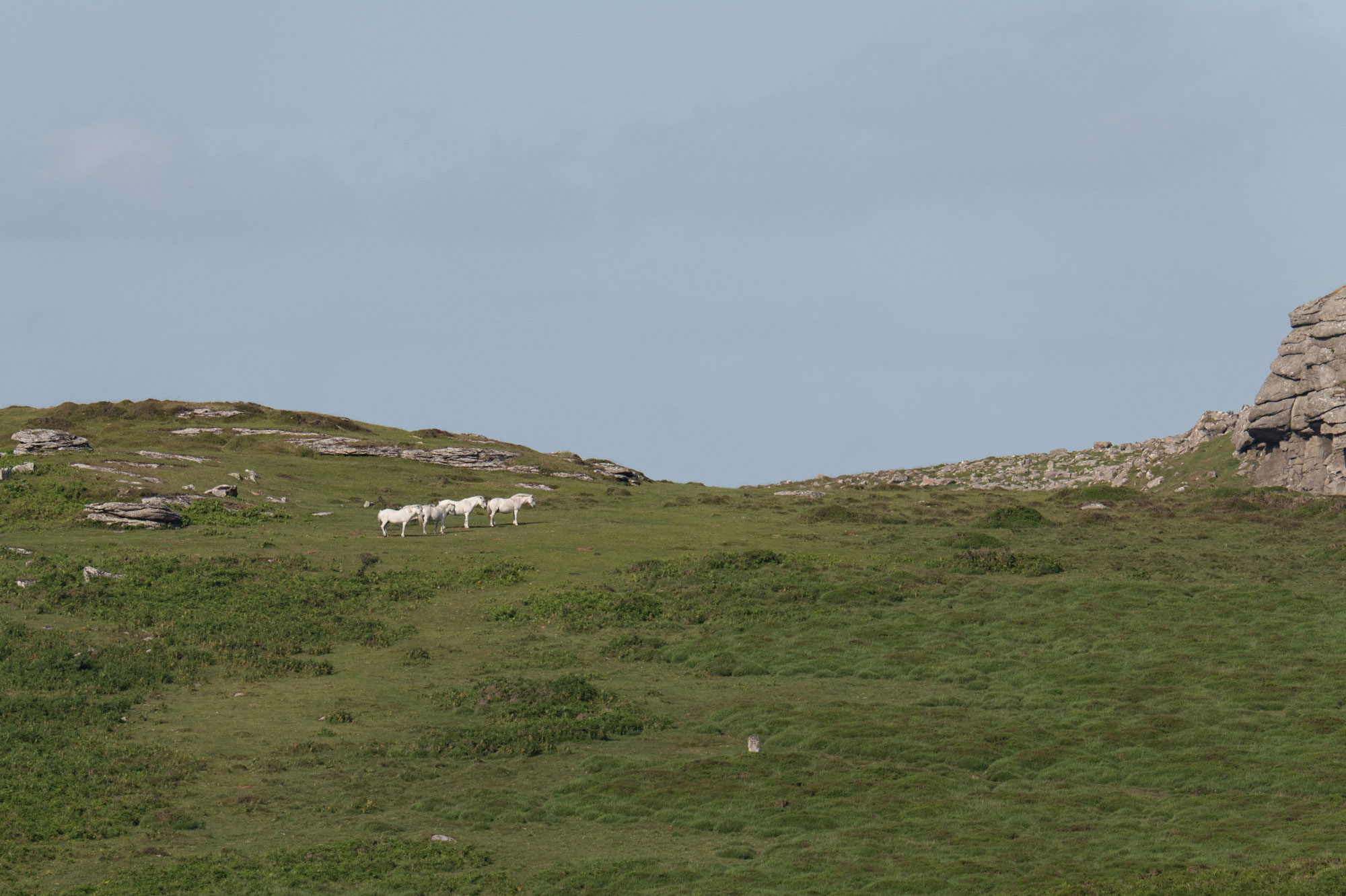 Four white horses stand in a straight line on Dartmoor National Park, surrounded by greenery and rocks. Photo by Amy Moore with the Panasonic S1R II.
