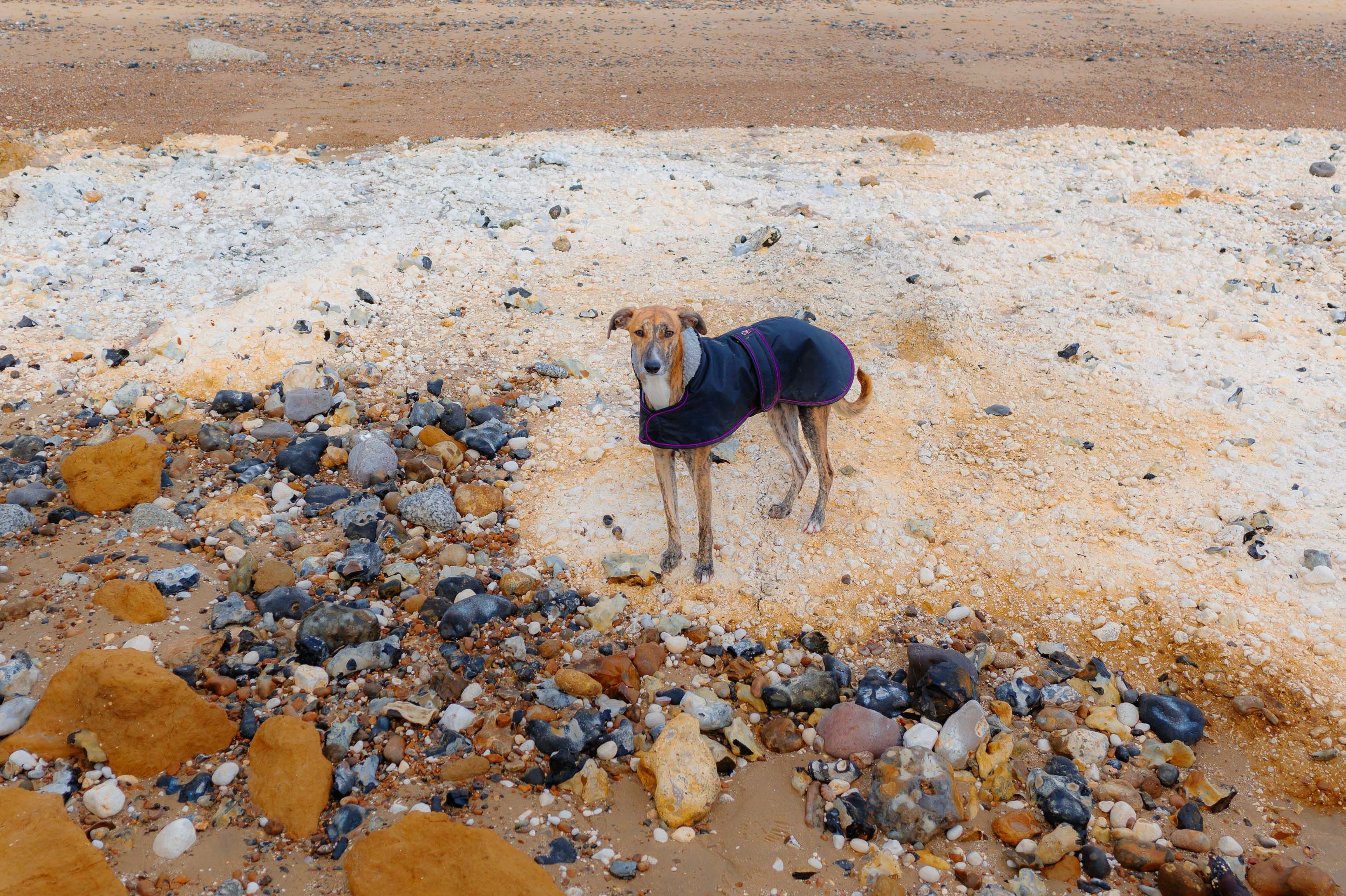Küstenfoto eines Mischlingshundes, der einen Mantel trägt und in weichem natürlichem Licht auf einem Kiesstrand steht. Aufgenommen mit einer Ricoh GR IV.
