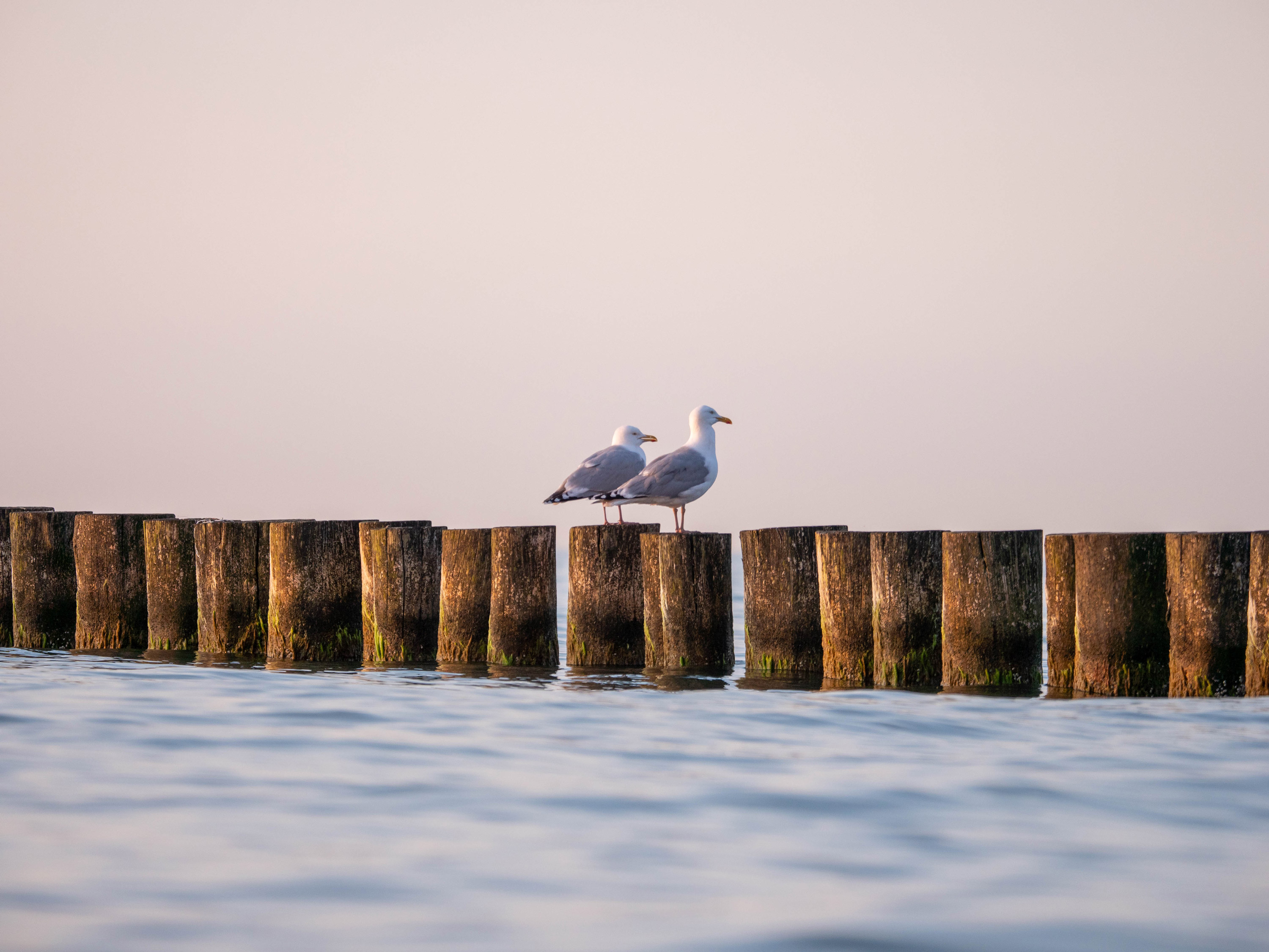 Two seagulls on wooden stilts lined up in the water, taken by Thilo Schröer with the Panasonic Lumix DC-GH5.