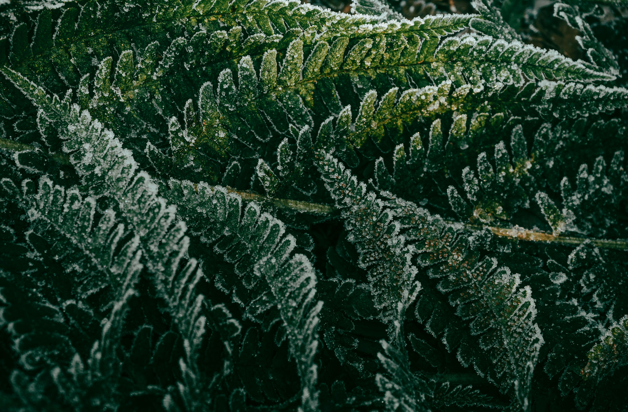 Primo piano di foglie di felce verde scuro ricoperte da cristalli di brina, con dettaglio macro.