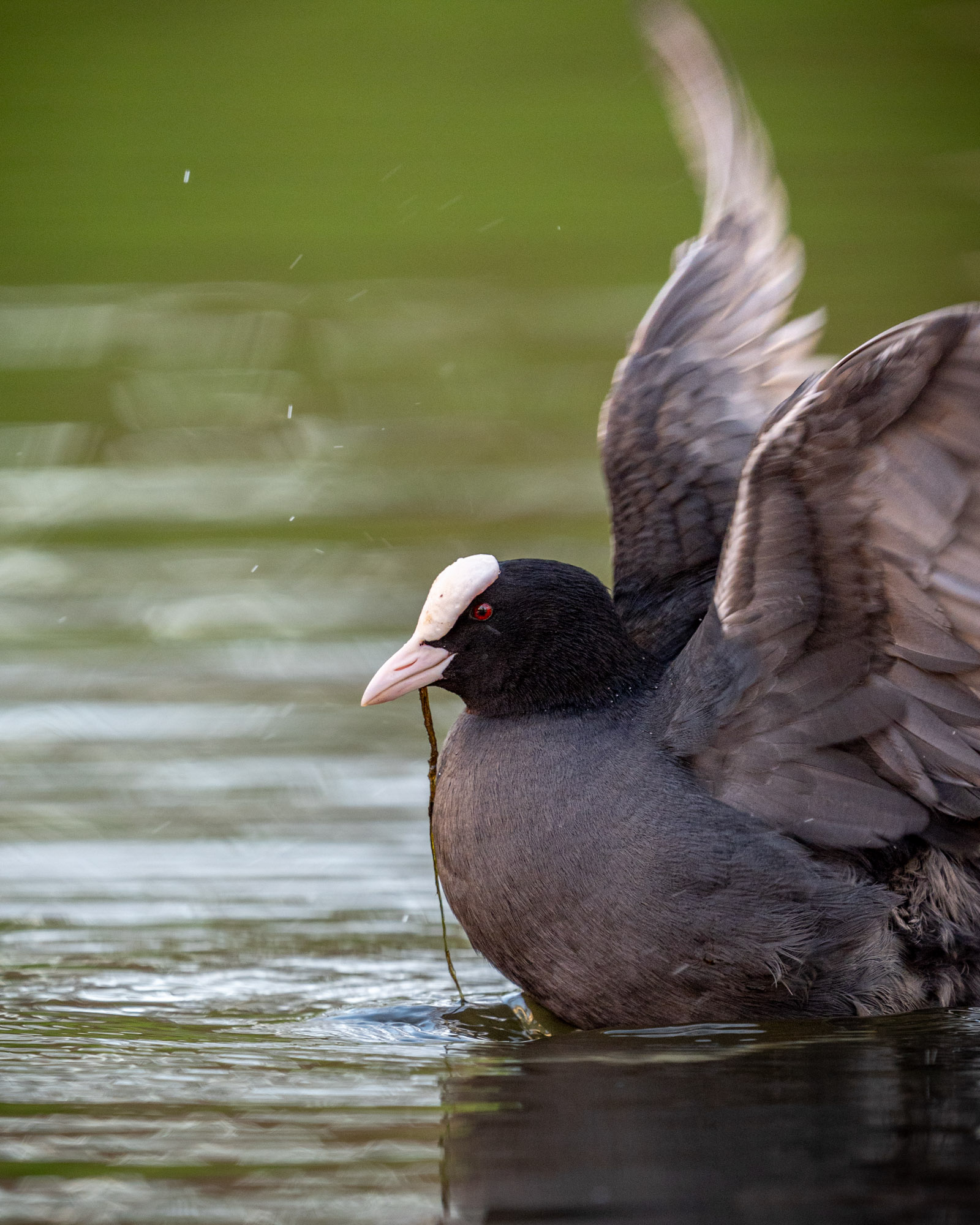 Dynamische natuurfoto van een meerkoet in het water met gespreide vleugels, vastgelegd met subtiele beweging en natuurlijke reflecties.
