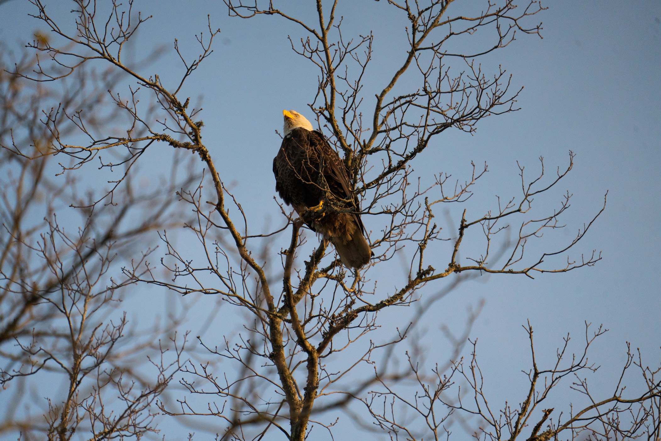 Bald eagle sitting in a tree with blue sky in the background in North Carolina

