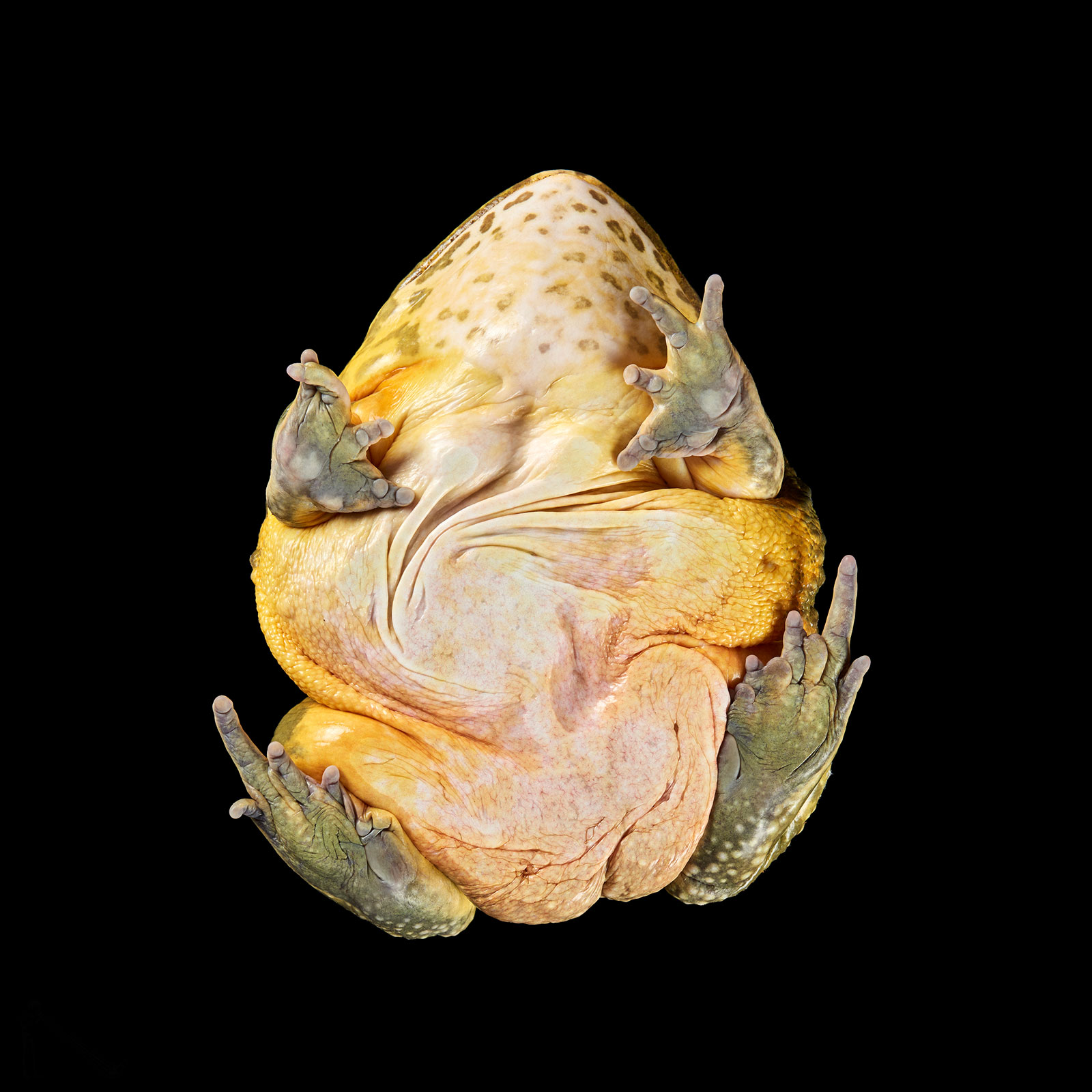 A photo below a frog on a black background