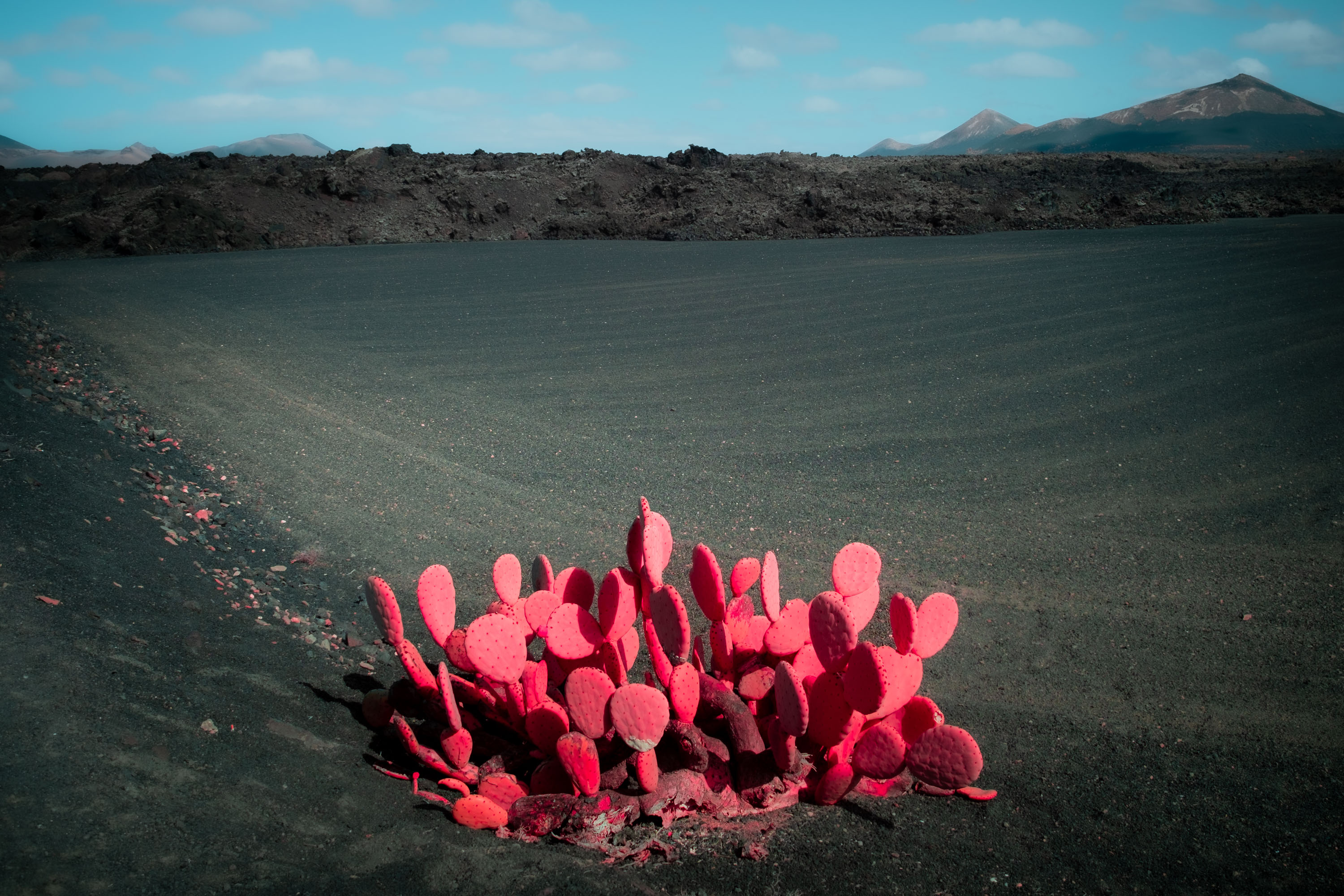 An infrared photo of cacti growing in dark volcanic soil in Lanzarote, shot by Ian Howorth with an IR-Converted Fujifilm X-T1