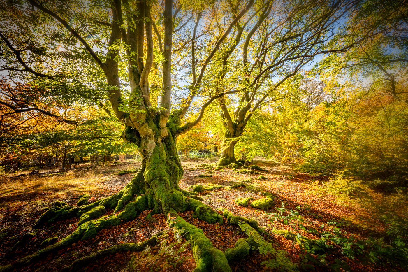 Waldlandschaft mit Sonnenlicht, aufgenommen von Mathias Faber mit einer Canon EOS 5D Mark IV