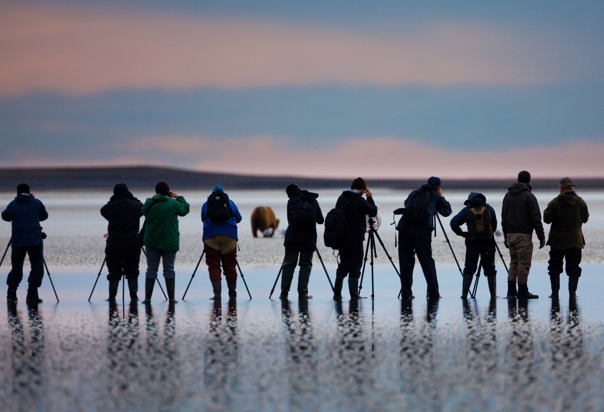 Ten photographers in a line use tripods to shoot photos of a brown bear in Lake Clark National Park, Alaska.