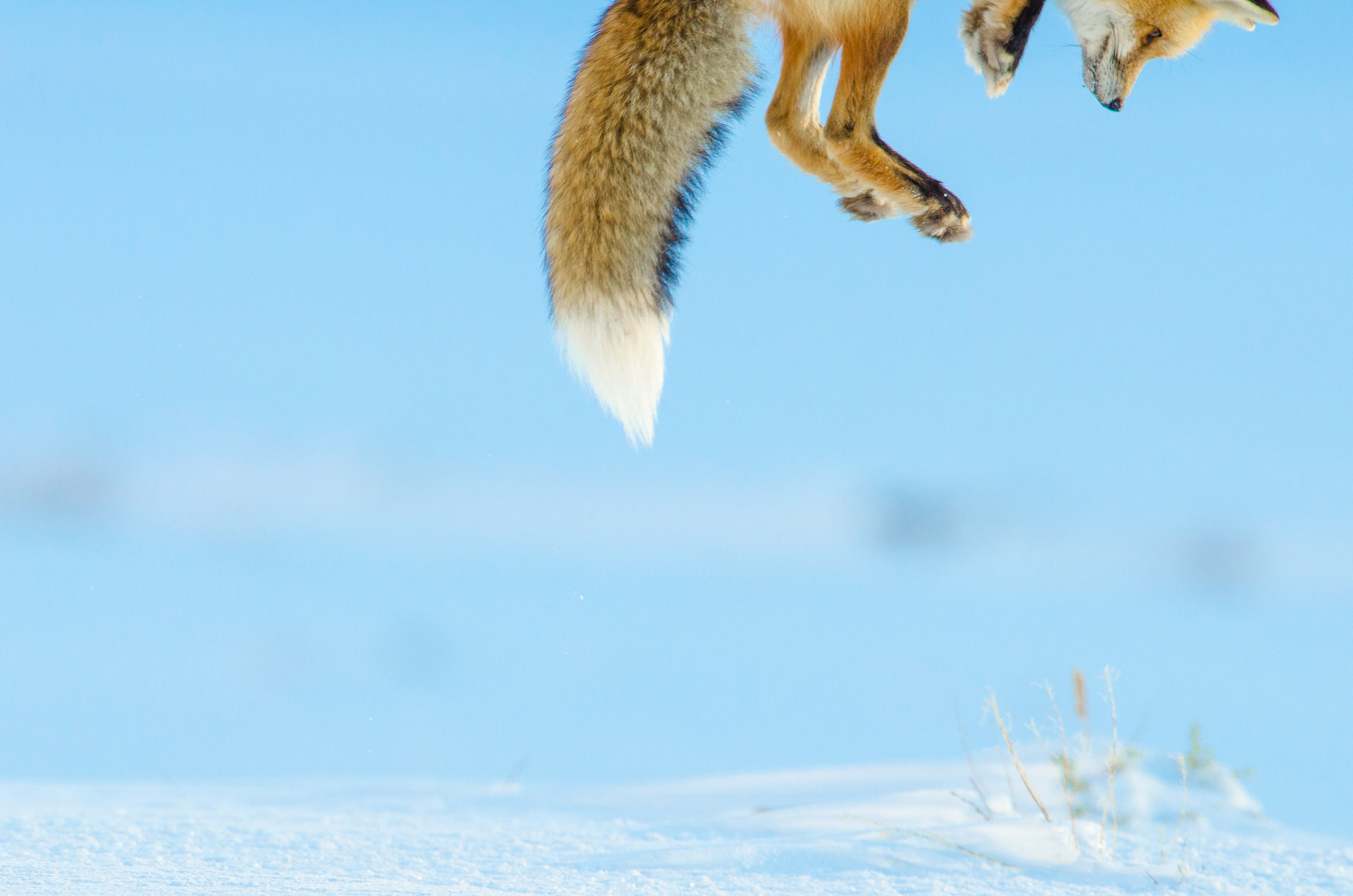 A fox jumps in a snow-covered field, shot on a Nikon D7000 by Richard Peters
