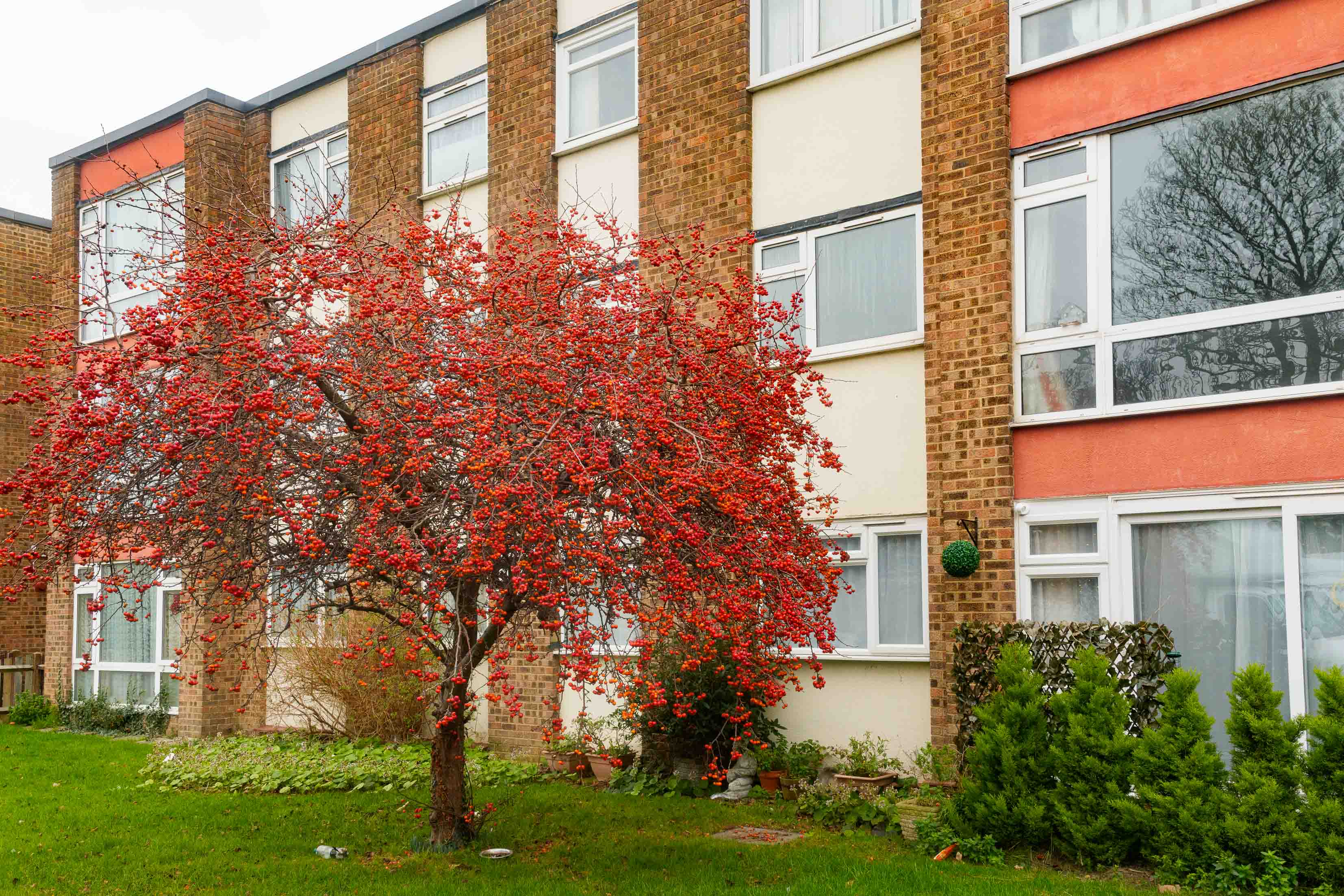 Ein kleiner Baum mit leuchtend roten Beeren vor einem Wohngebäude mit einer Fassade aus Backstein und cremefarbenem Putz bei sanftem Tageslicht. Im Vordergrund, eine grüne Wiese. Aufgenommen von Connor Redmond mit einer Sony RX1R III.