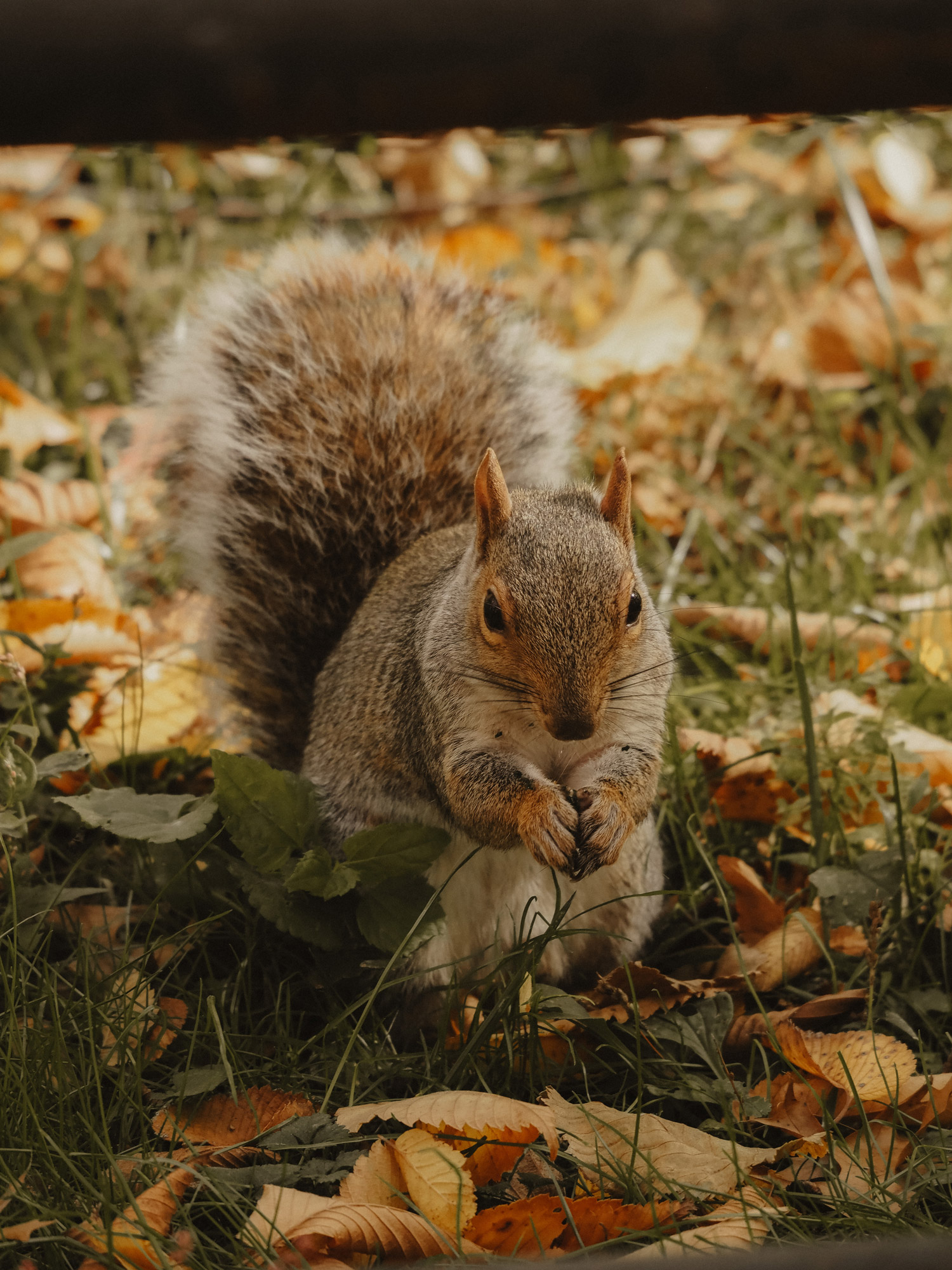 A squirrel in Central Park, standing on grass covered with leaves. Shot on an Olympus E-M5 III by Georgina Lamrock