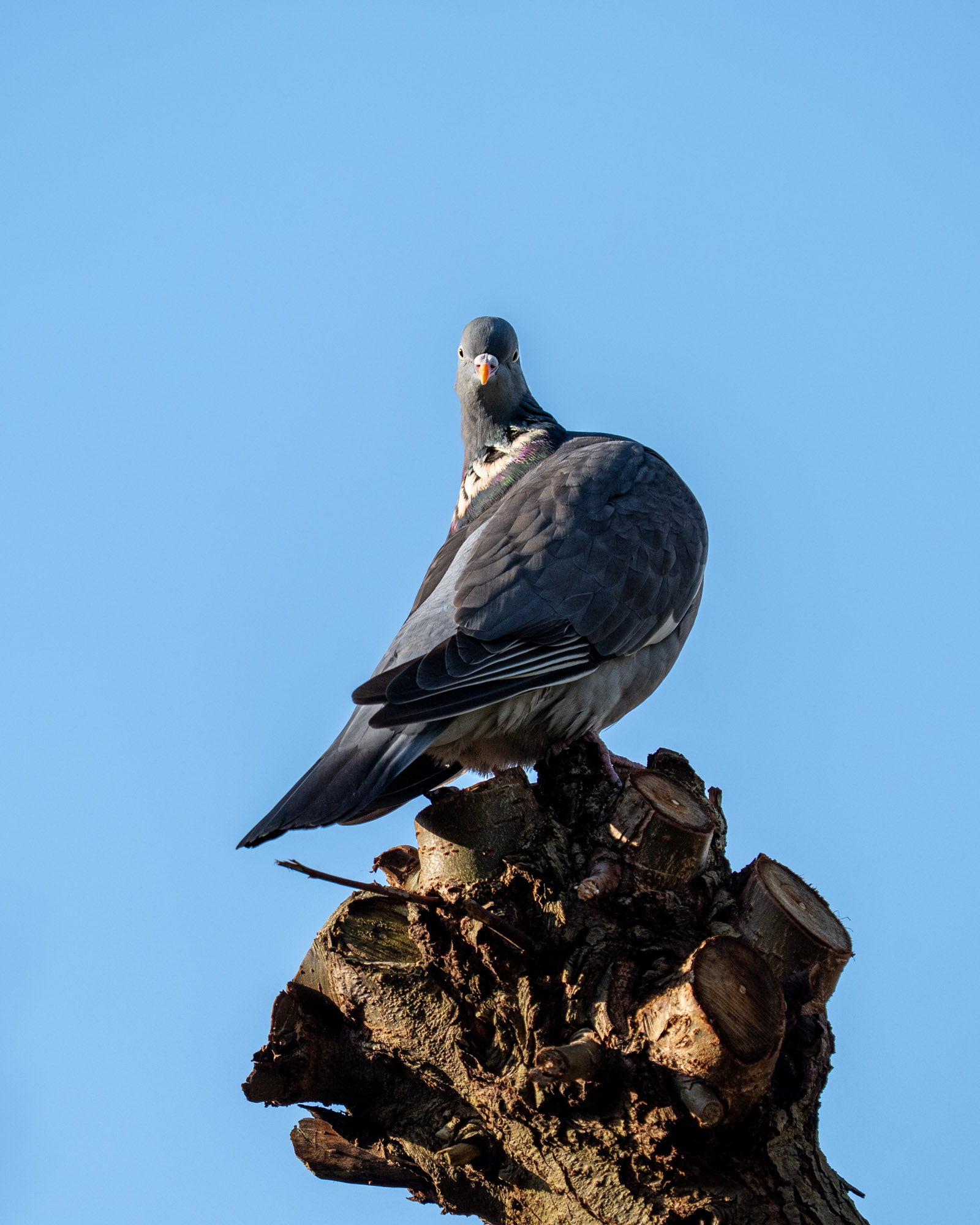 Minimalistische natuurfoto van een houtduif op een boomstronk, gefotografeerd tegen een heldere blauwe lucht met strak contrast.