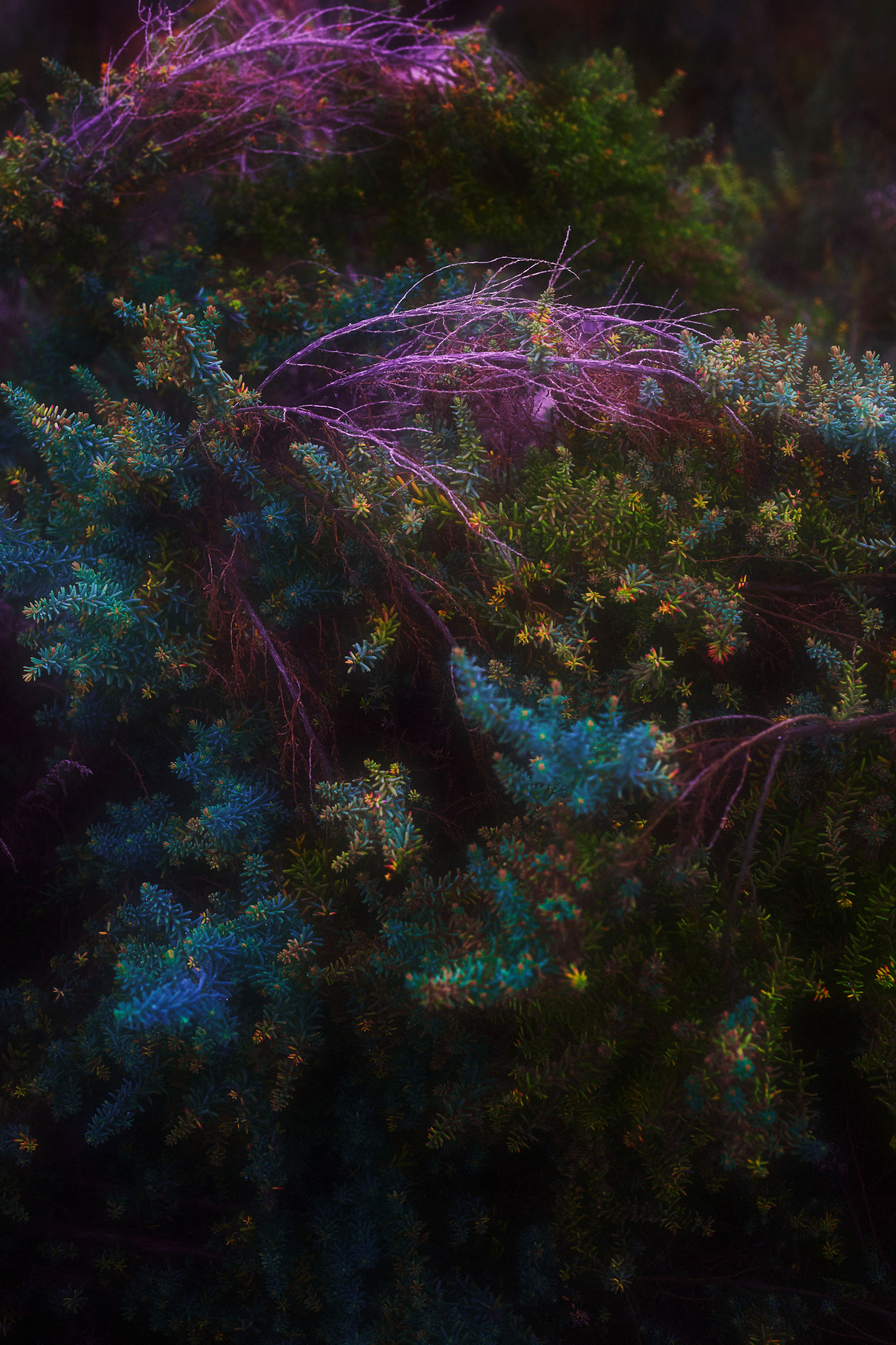 Photo of a fir tree with purple and blue branches, shot and edited by Steph O'Connor