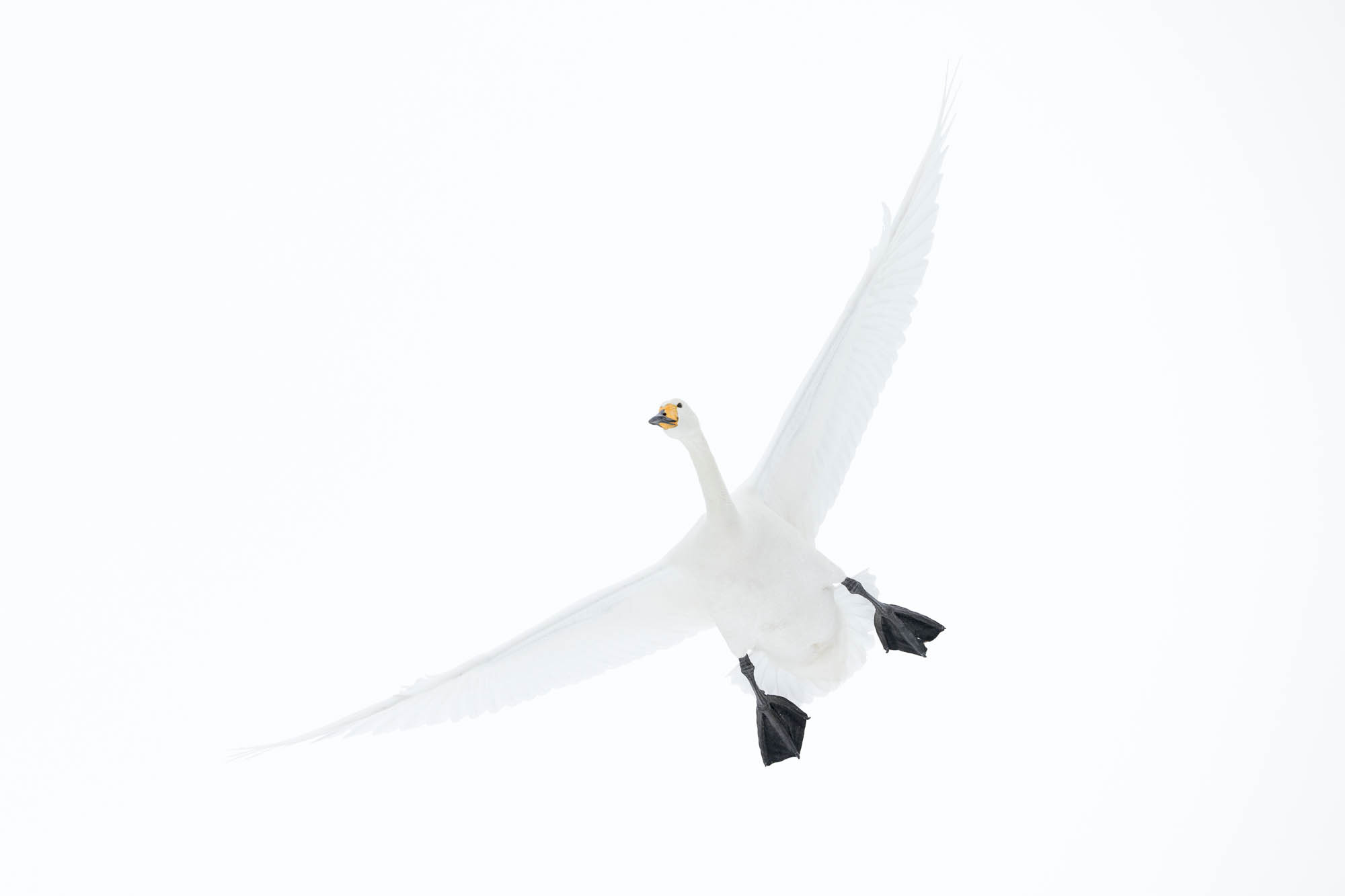 A swan flying with grey sky in the background, shot Richard Peters with the Nikon Z9.