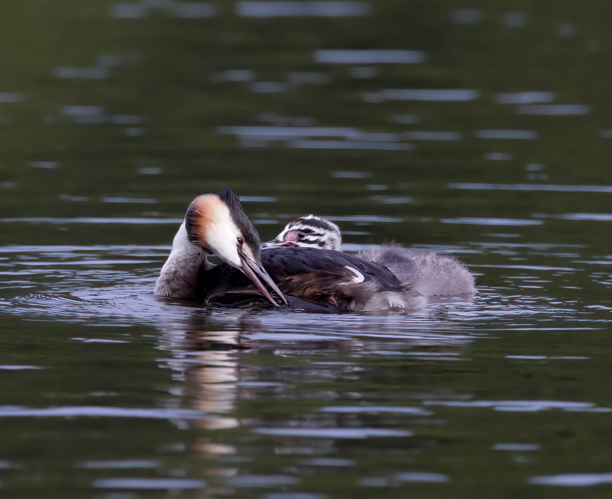 A great crested grebe chick swims behind a great crested grebe.