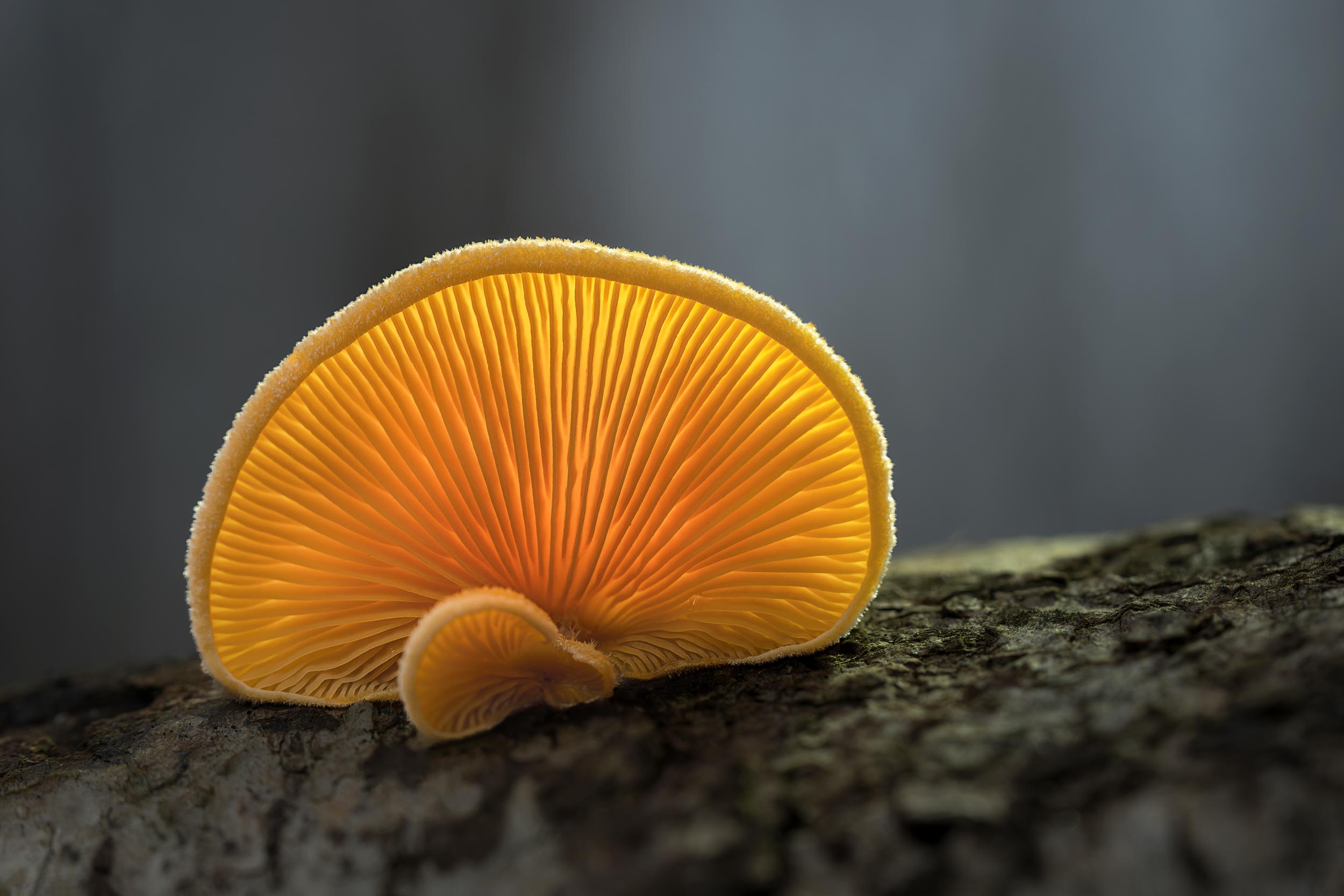 Orangeseitling im Vordergrund, mit cremigem Bokeh, aufgenommen con Diana Klawitter mit der Sony A1