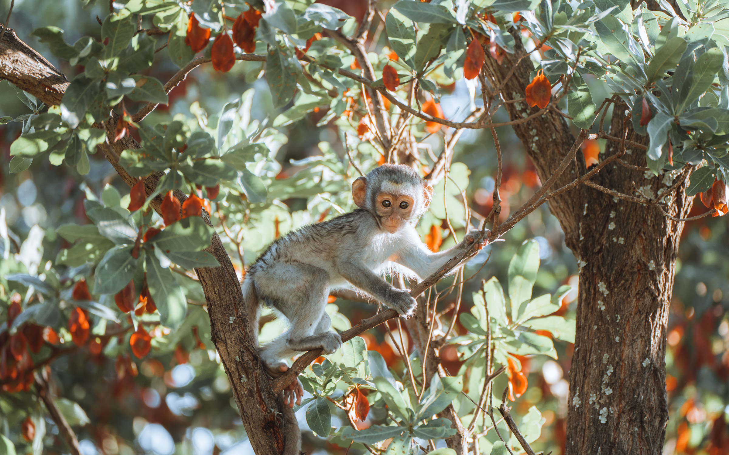 Kleiner Affe auf dem Ast eines Baumes mit grünen und orangen Blättern, aufgenommen von Ester Turri mit einer Sony A7 IV

