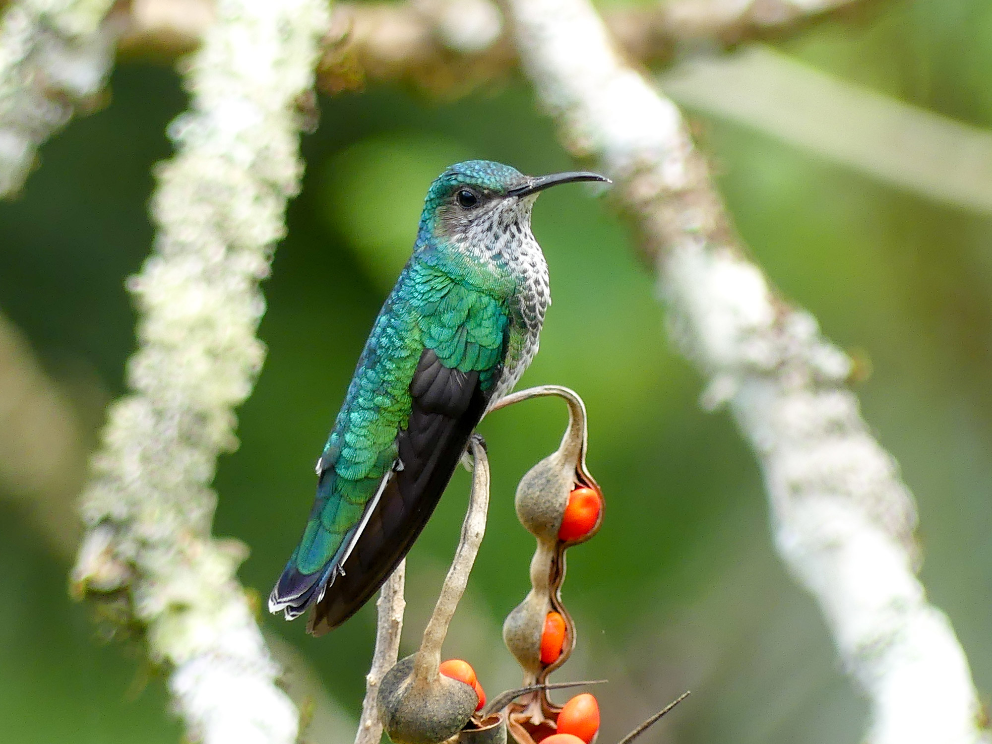 Een blauw groene kolibrie zittend op een zaaddoos gevuld met oranje zaden in Belize, gefotografeerd door Lara Jackson met een Panasonic DMC-FZ330