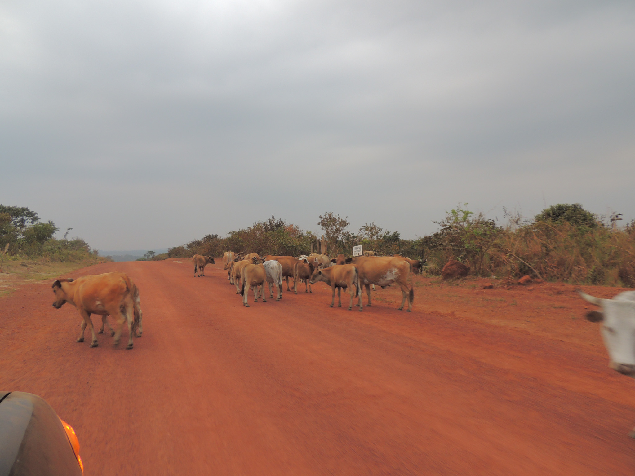 Una strada di sabbia rossa, con cespugli su entrambi i lati e mucche che attraversano la strada, fotografata da Johanne Guillou.