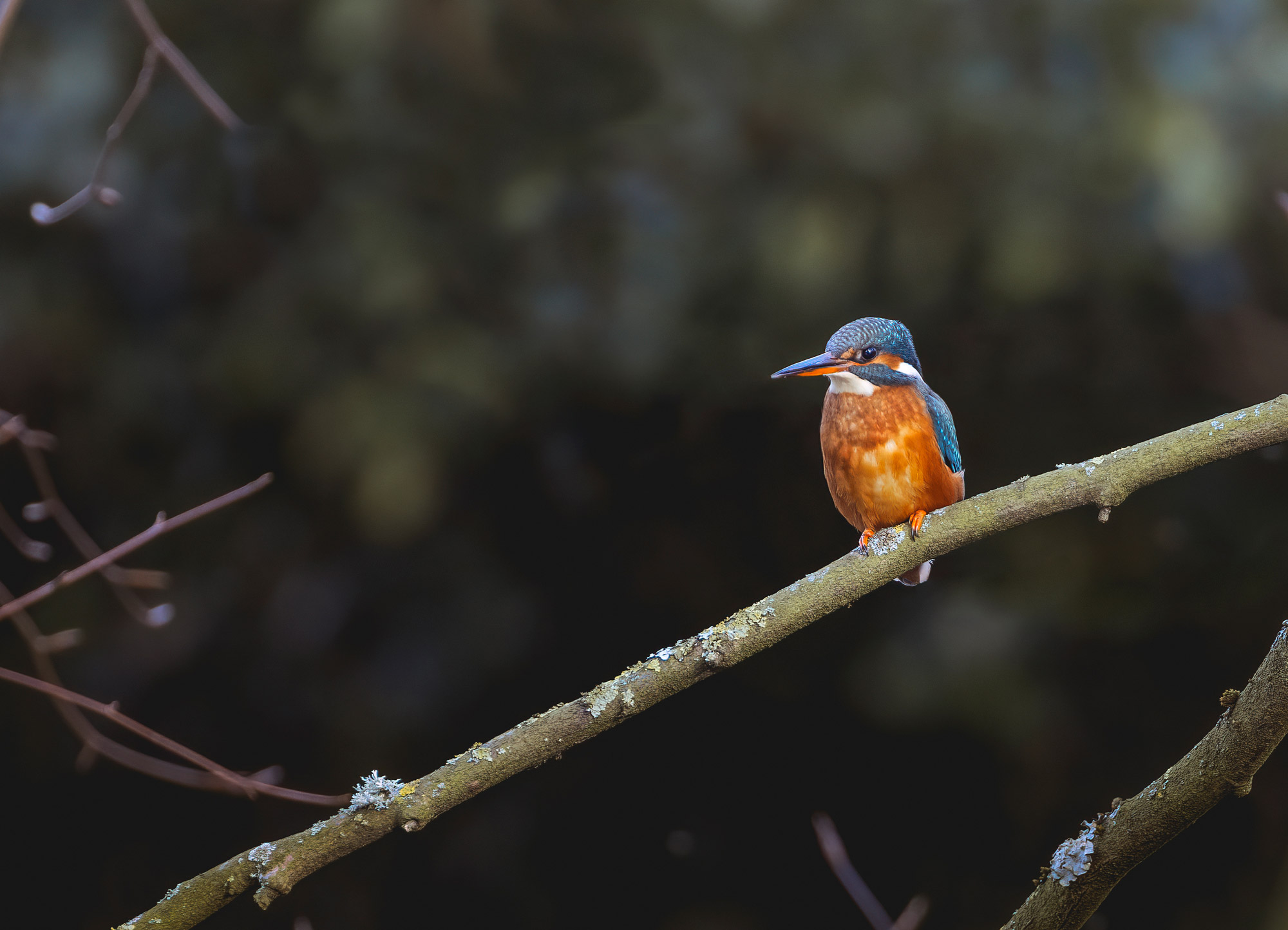 Un Martin-pêcheur posé sur une branche