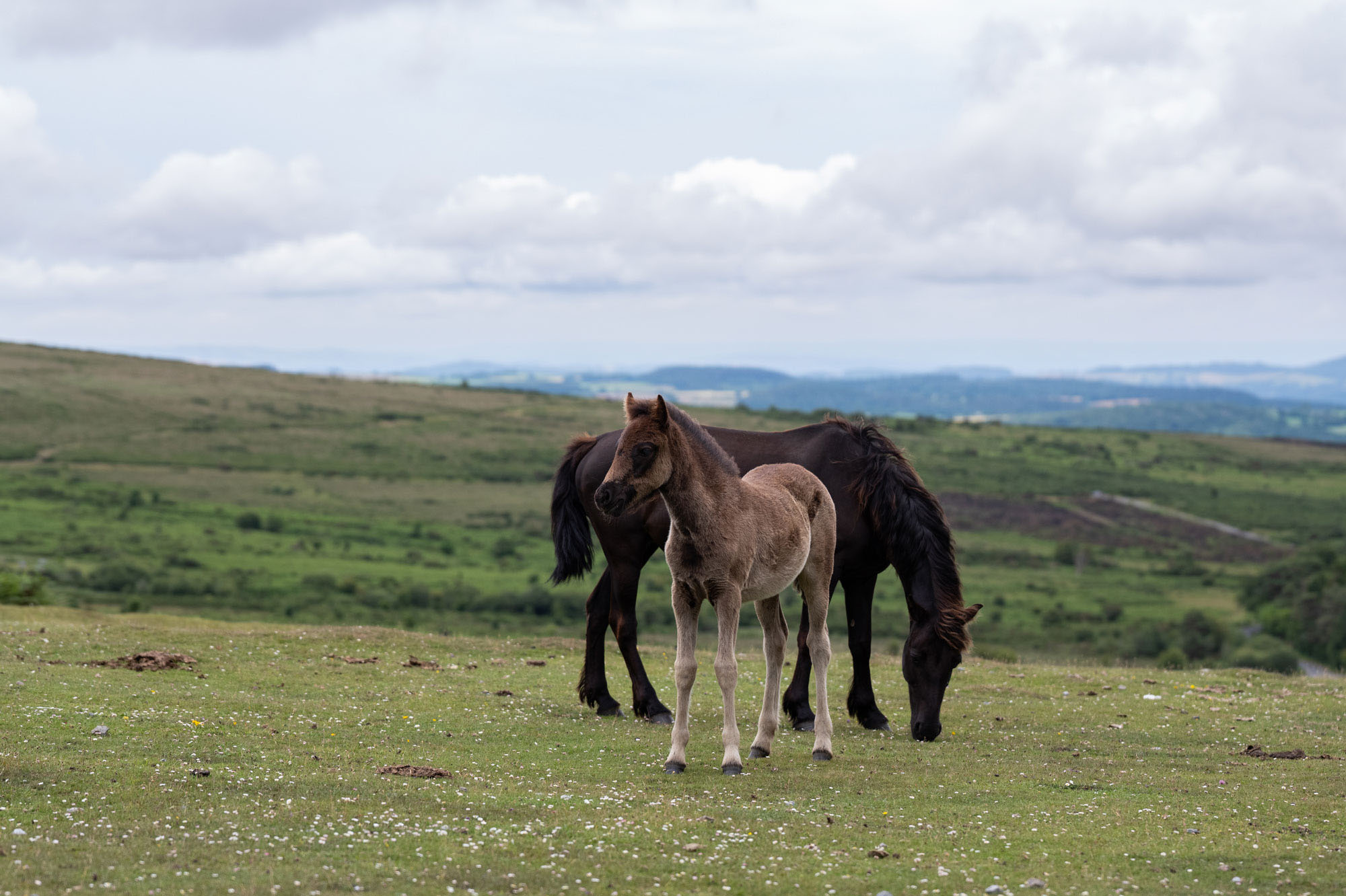 A young foal stands in front of its mother in Dartmoor National Park. Mountainous scenery stretches out behind them. Photo by Amy Moore with the Panasonic S1R II.