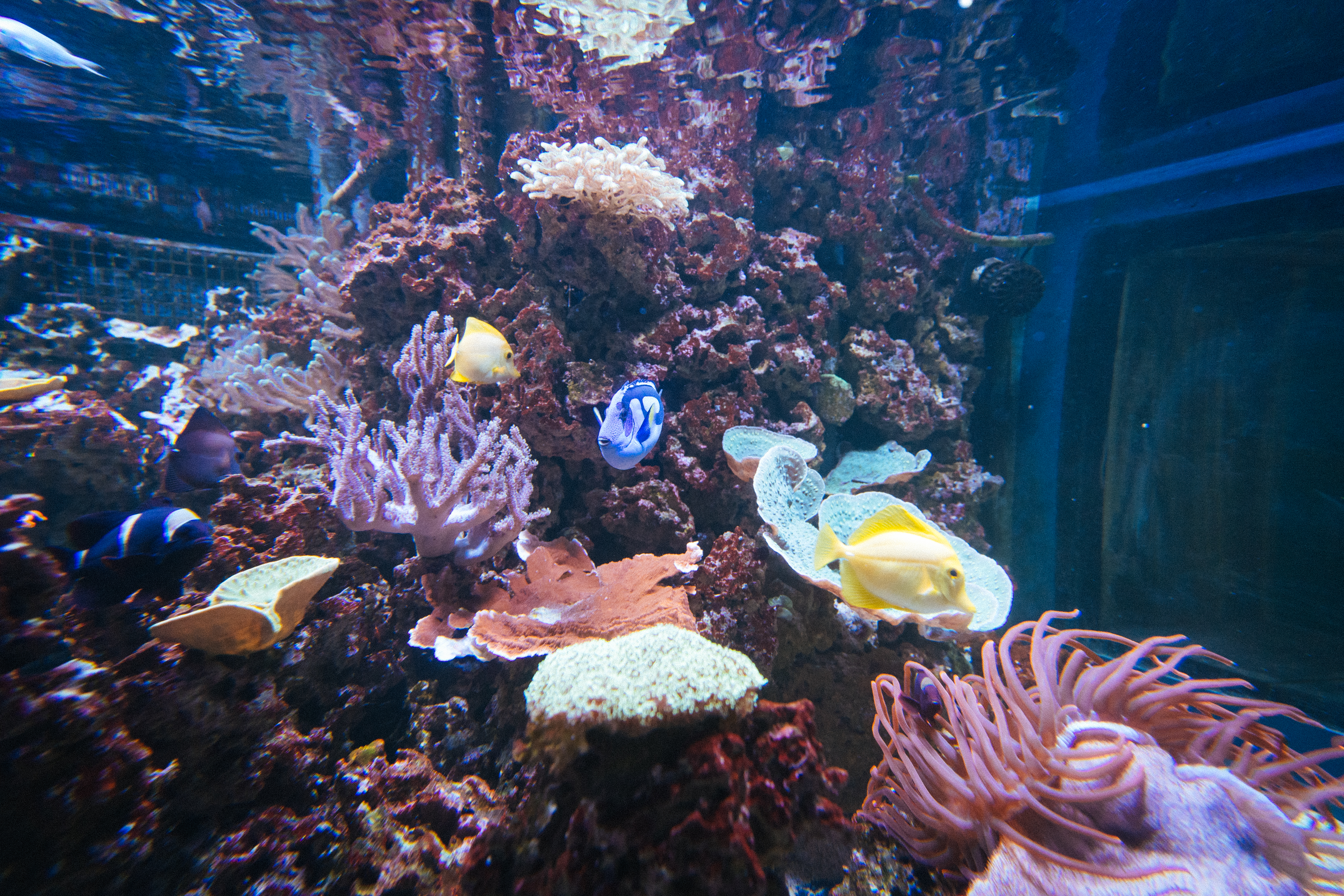 Colourful tropical fish weave through coral formations in a vibrant underwater aquarium scene.