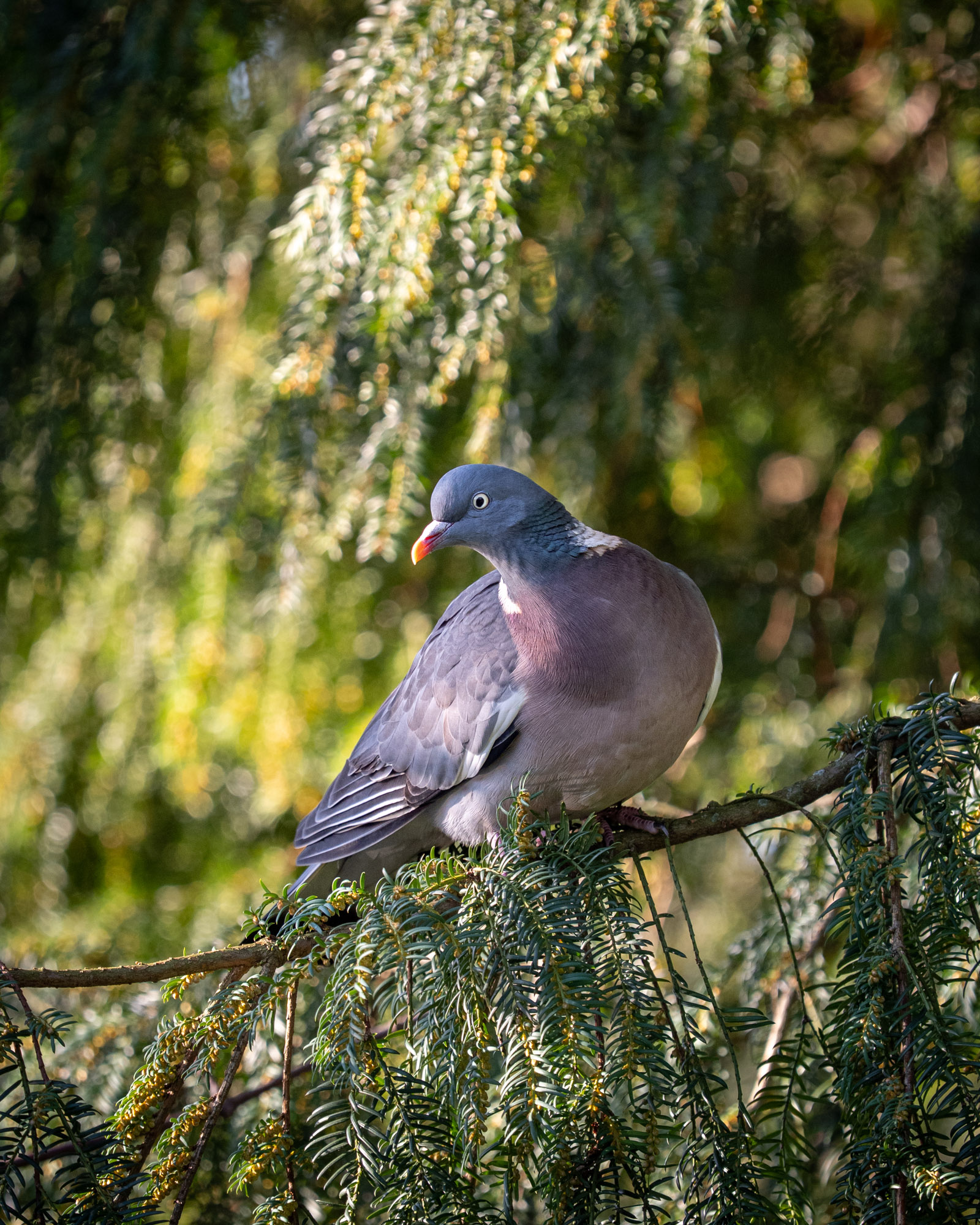 Warme natuurfoto van een houtduif in een boom, vastgelegd met natuurlijk licht, zachte achtergrond en rijke groene tinten.