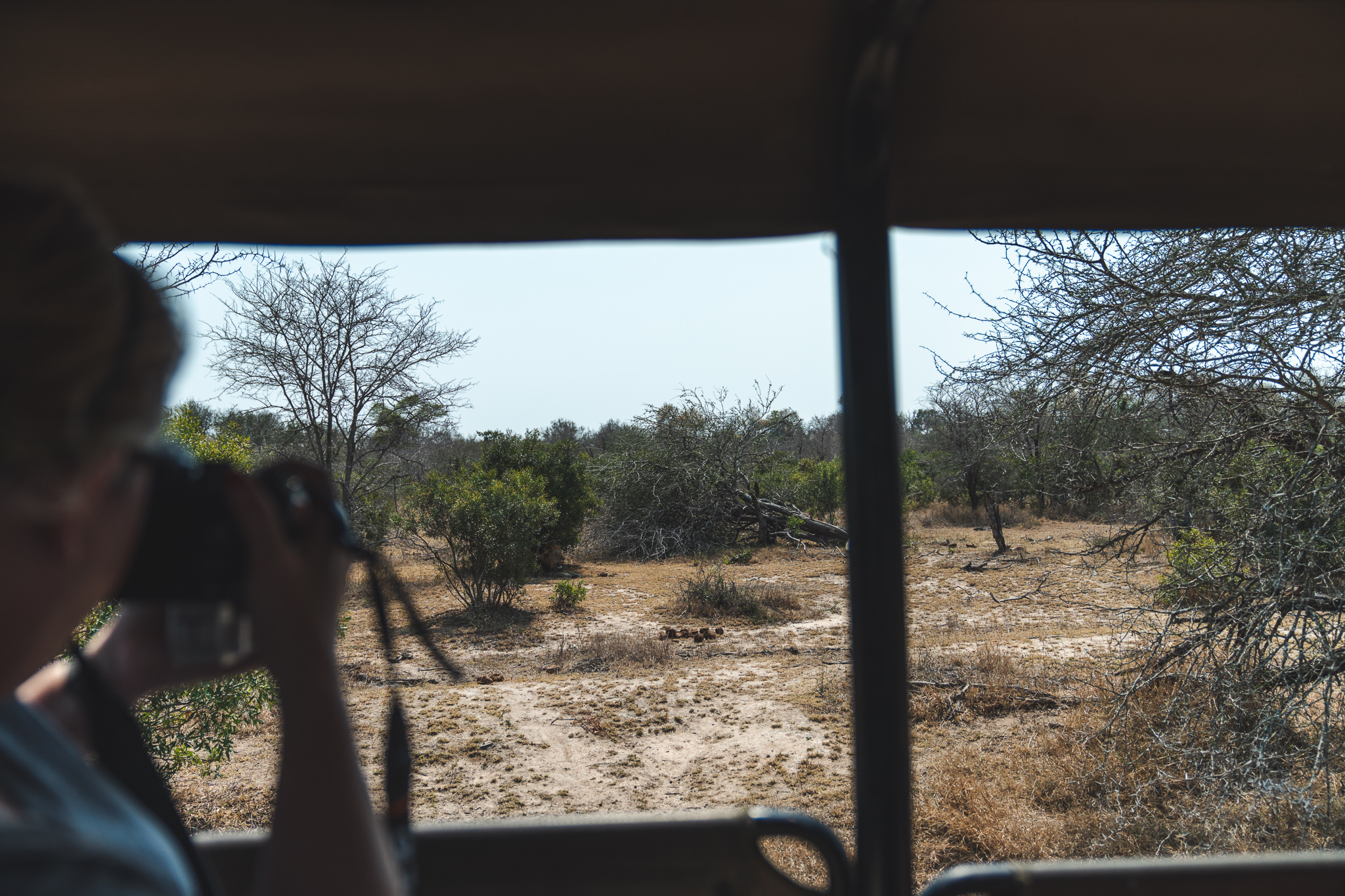 Mardie Cohen in een auto fotografeert een leeuw in het Kruger National Park