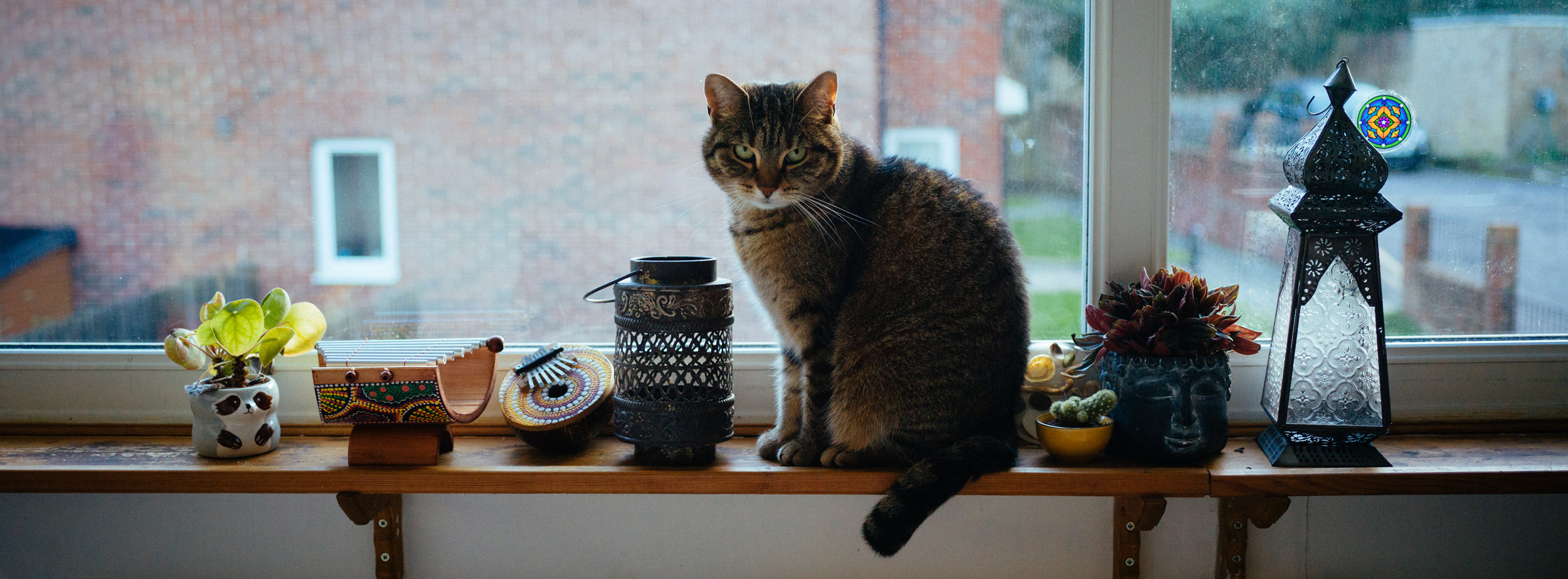 Ein Farbfoto von einer Katze namens Bobek, umgeben von Ornamenten, die auf einer Fensterbank sitzt, aufgenommen mit einer Hasselblad X1D-50c von Jakub Golis