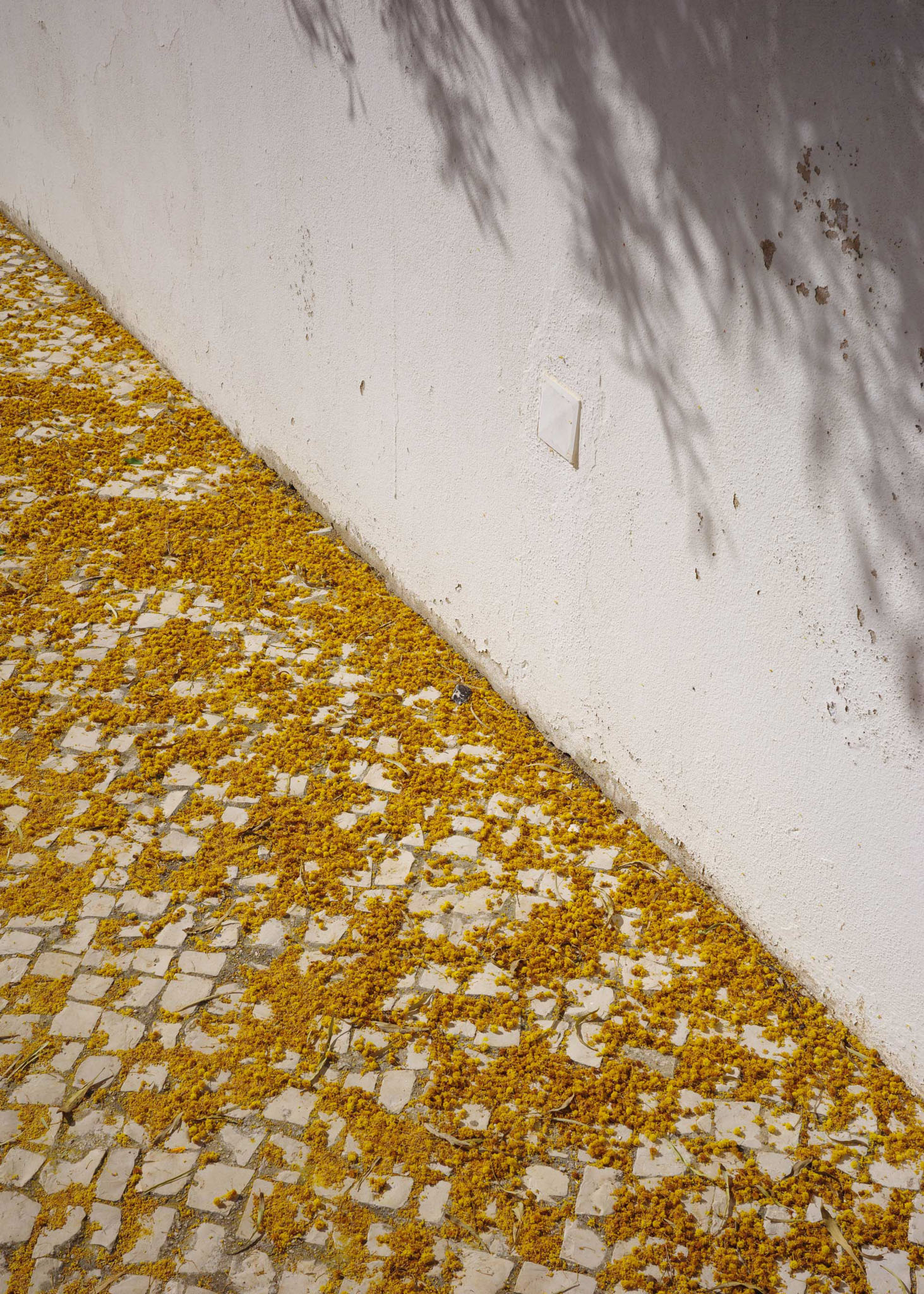 Yellow flower petals fallen on a tiled path in bright sun 

