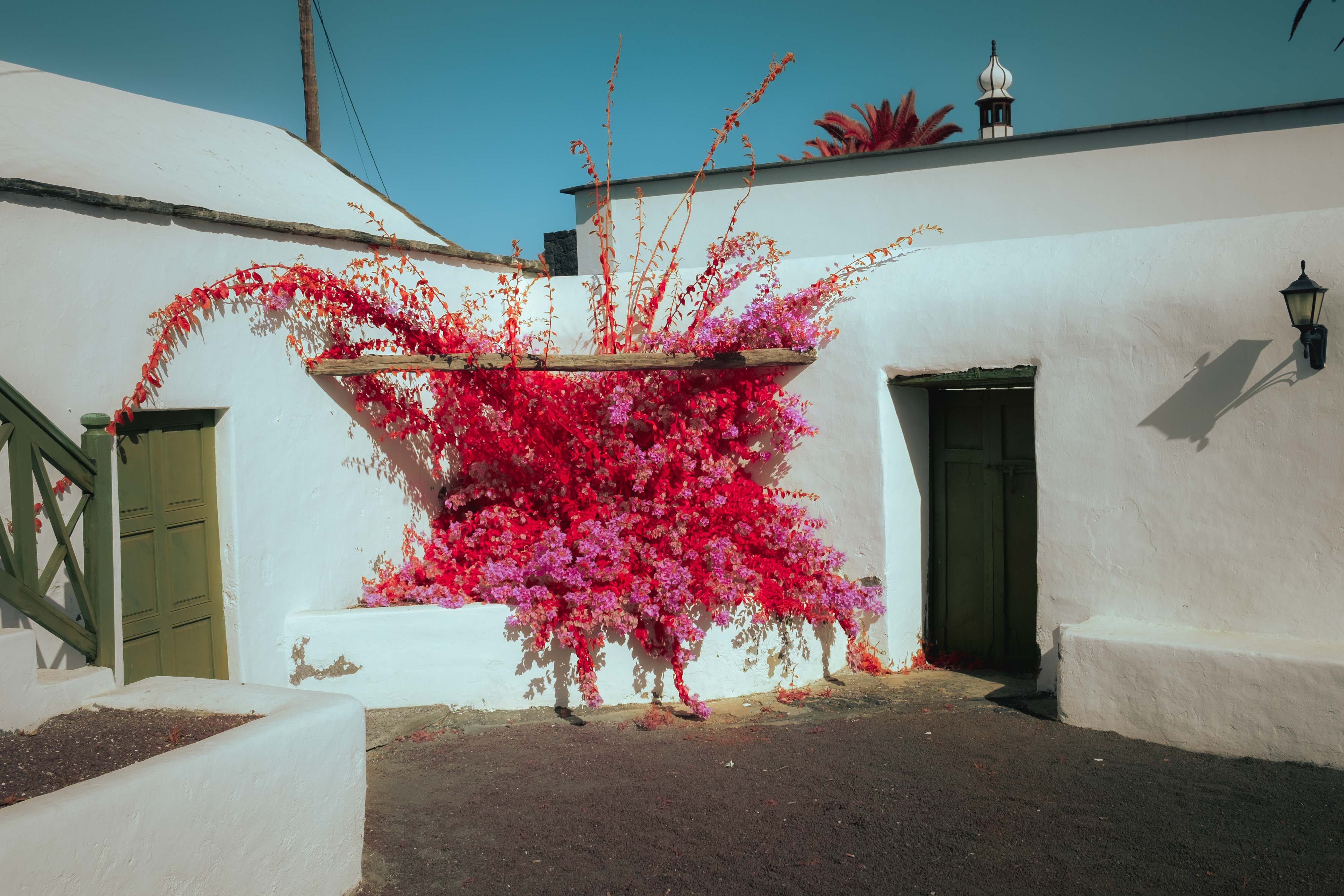 An infrared photo of a plant growing by a white house in Lanzarote, shot by Ian Howorth with an IR-Converted Fujifilm X-T1