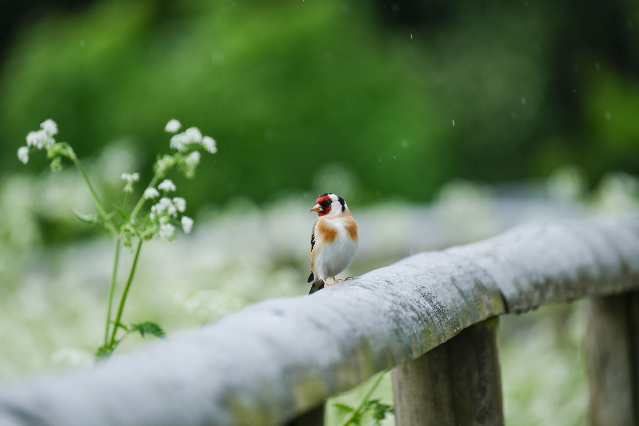 Goldfinch on a wooden fence, by Amy Moore with a Fujifilm X-T50