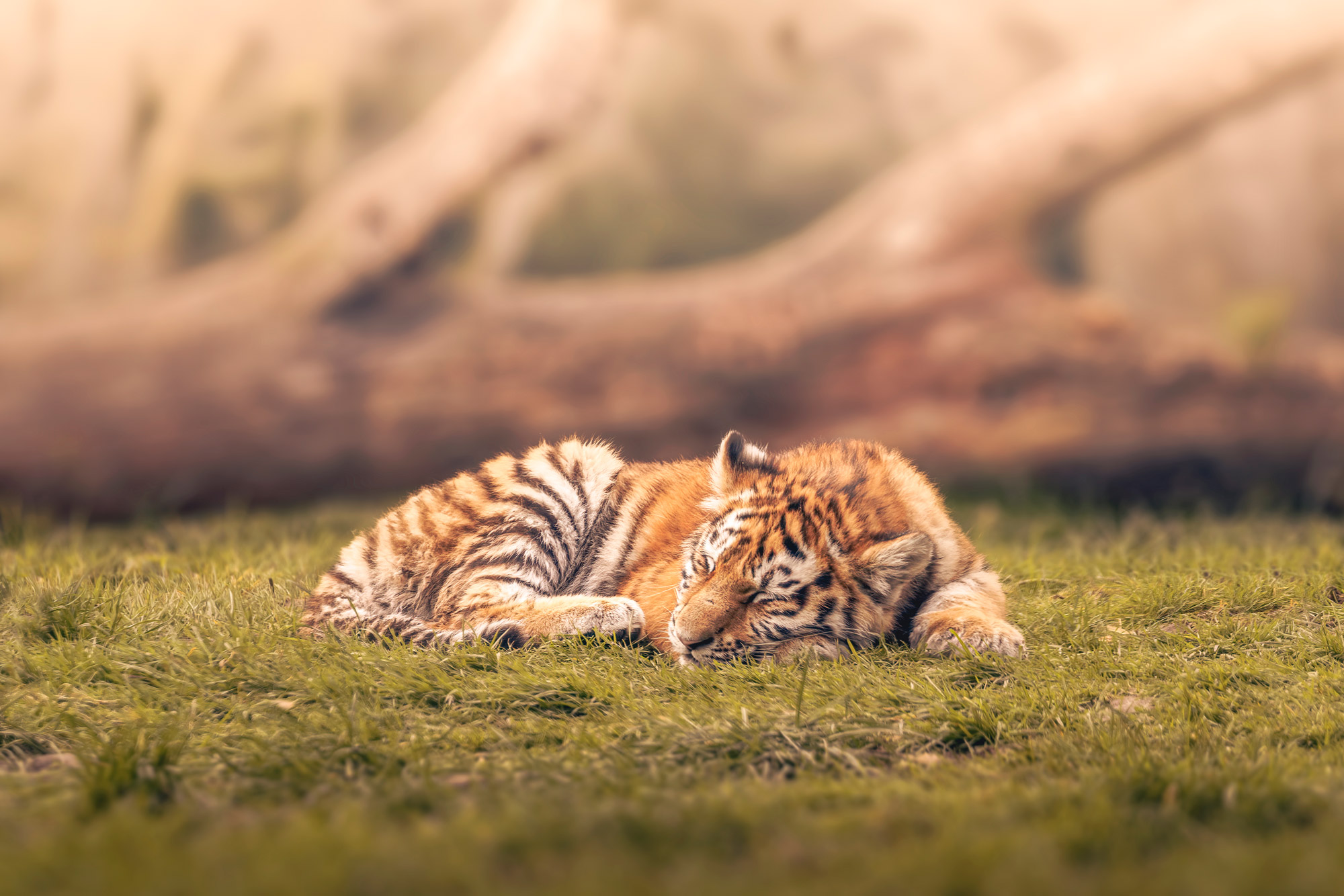 Ein Tiger liegt auf ein wenig Gras, umgelegter Baumstamm verschwommen im Hintergrund