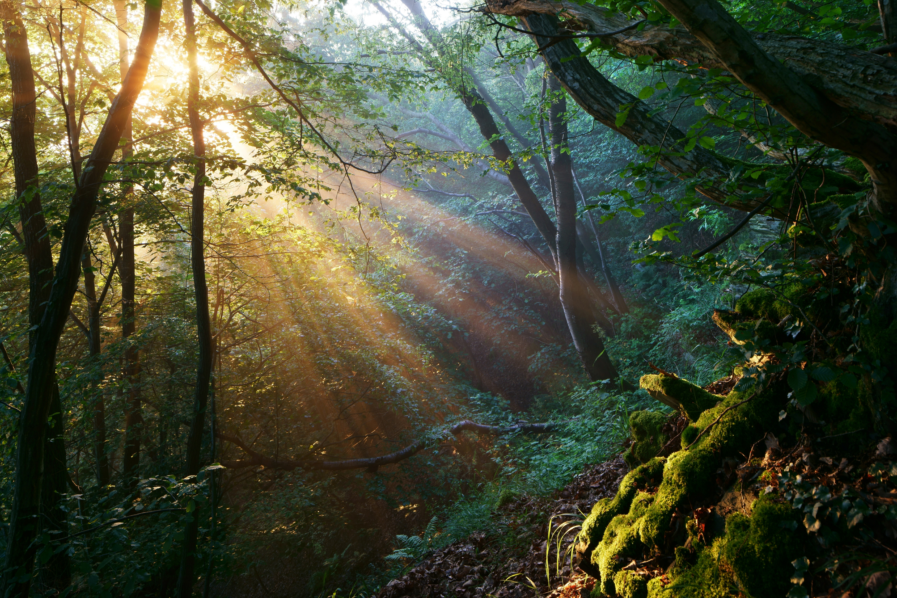 Waldfoto, auf dem goldenes Morgenlicht nach dichtem Nebel auf die steilen Waldhänge des Ahrtals in der Eifel fällt und Bäume und Pfade in warme, stimmungsvolle Farben taucht. Aufgenommen von Kilian Schönberger mit einer Sony Alpha 7R II.