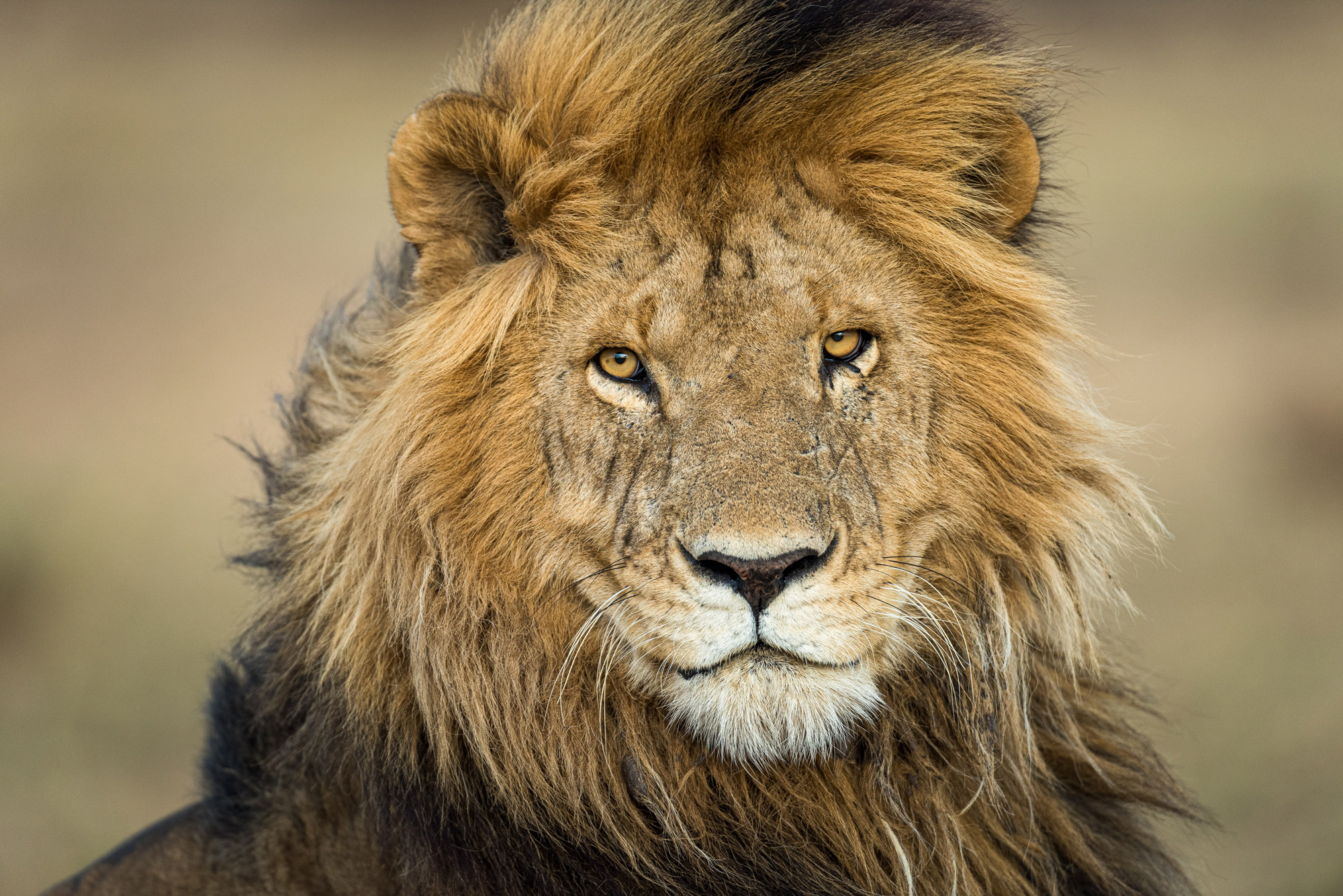A close-up of a lion’s face, shot with a Nikon D810 by Richard Peters