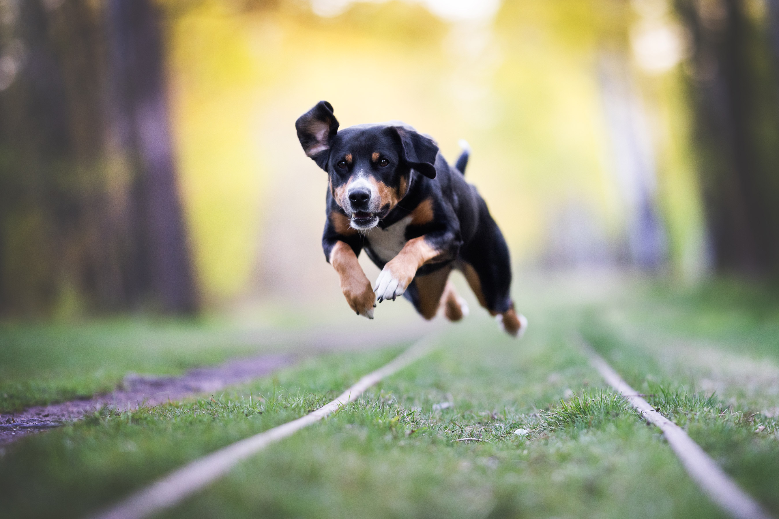 Hond met zwart-bruin-witte vacht, gefotografeerd tijdens een rende sprong, door Lea Heidt