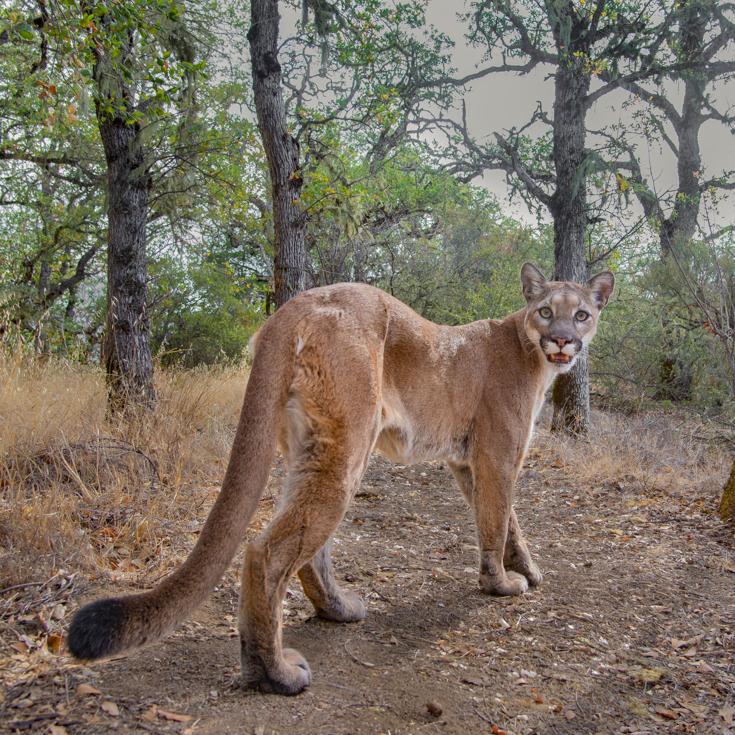Photo of a female mountain lion on a path surrounded by trees in Santa Lucia Mountain Range in California

Vishal Subramanyan | Nikon D600 | f/10 | 1/160 | 30mm | ISO 560