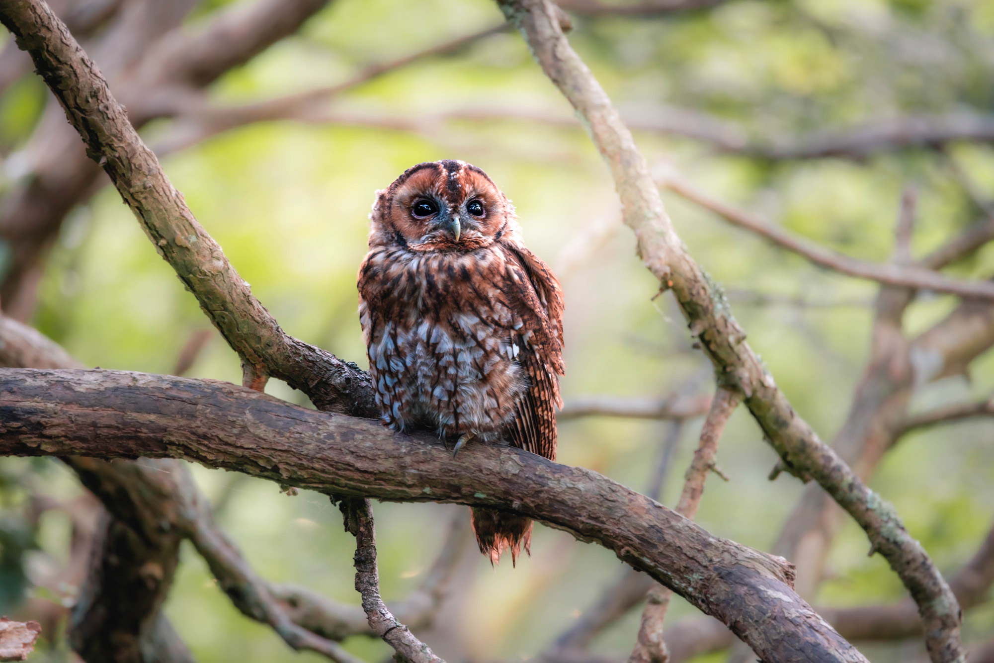 A tawny owl stands on a branch