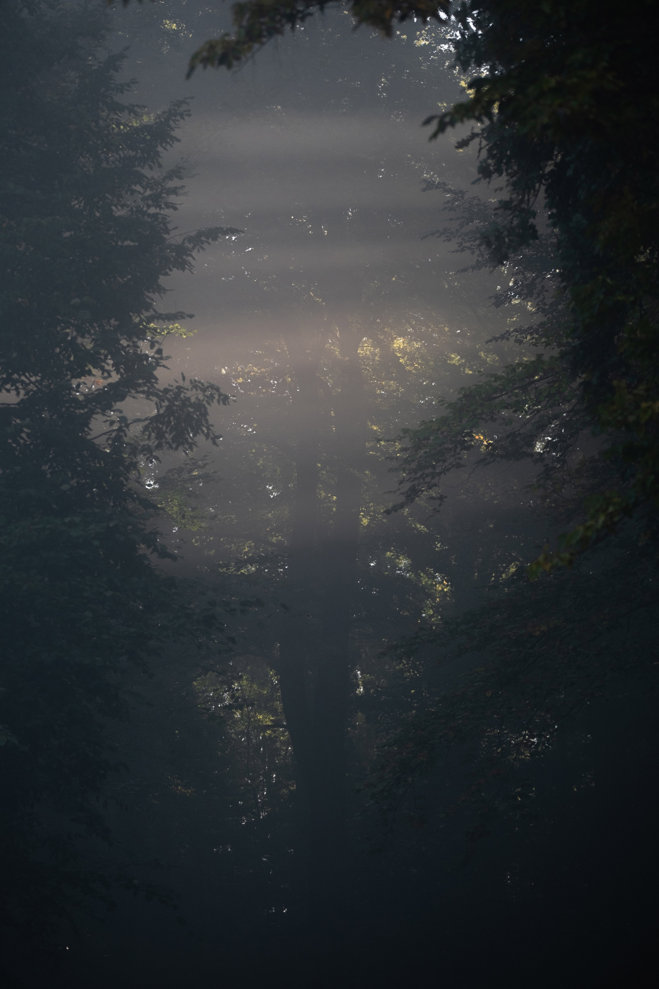 Forest shot with fog and light from the side, shot by Vivienne Arnold with a Fujifilm X-H2S