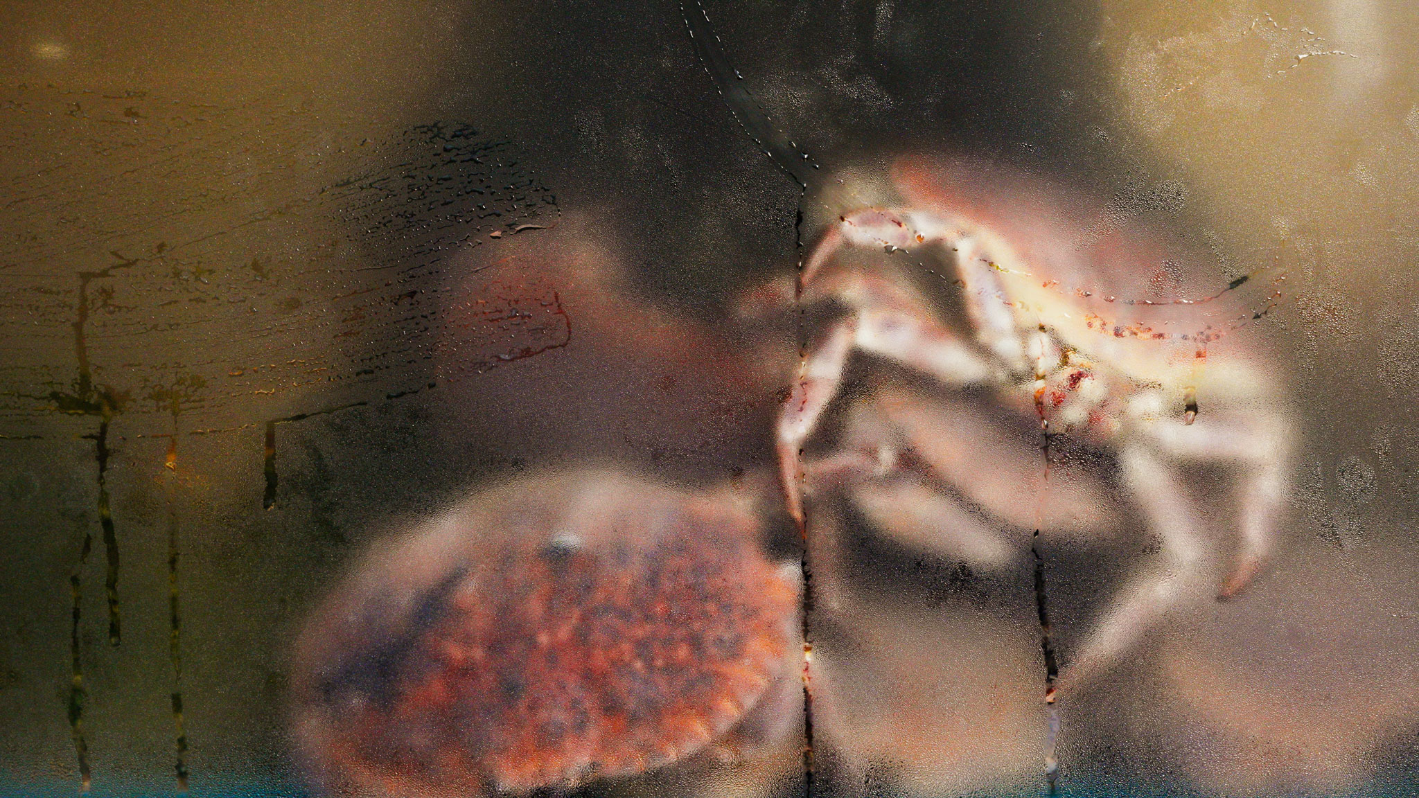 A frame grab from Sony A7C II video showing crabs in a fish tank. Taken by Connor Redmond on the Sony A7C II. 
